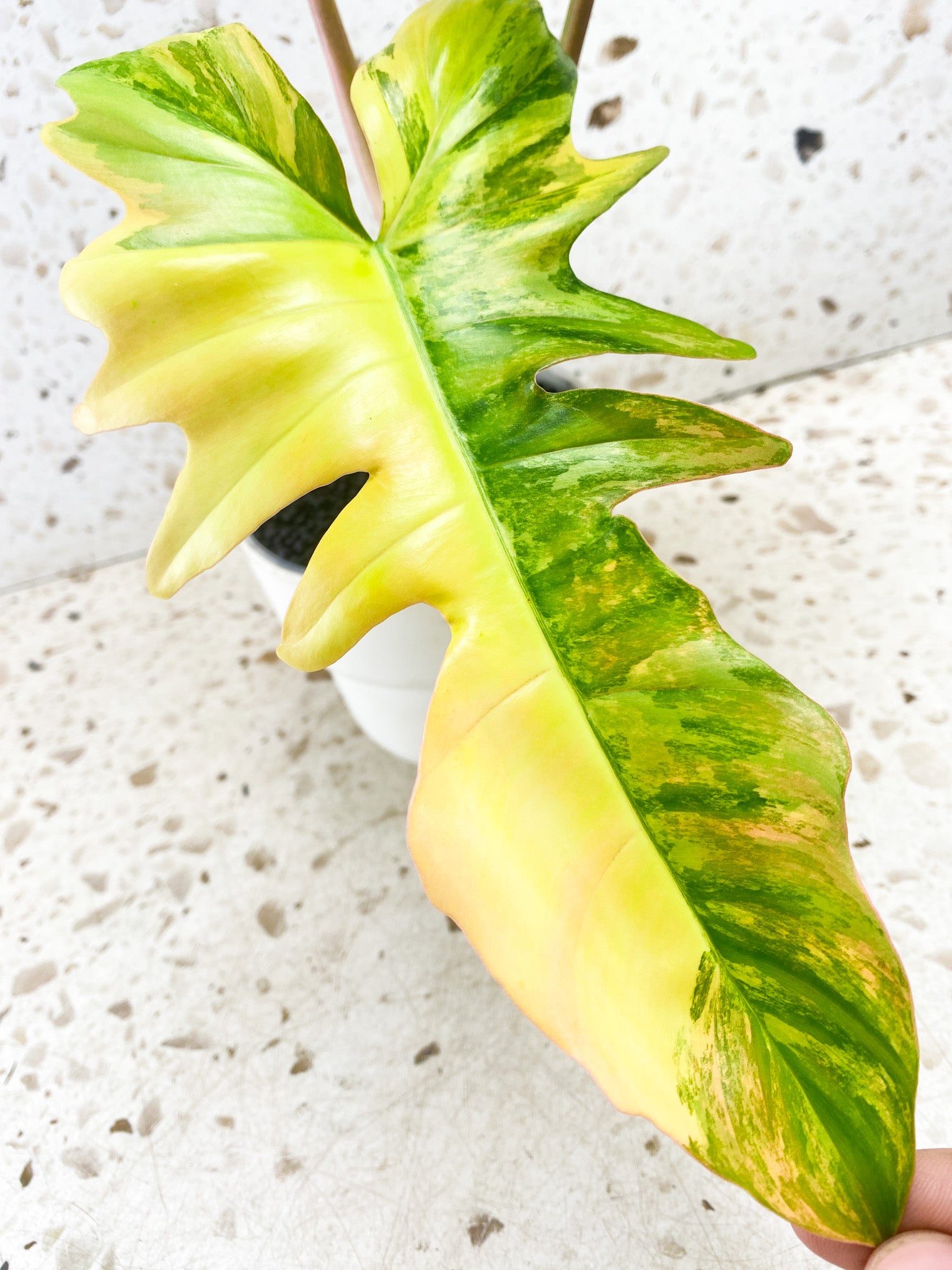 Philodendron Florida Beauty x Mayoi 2 leaves 1 shoot top cutting