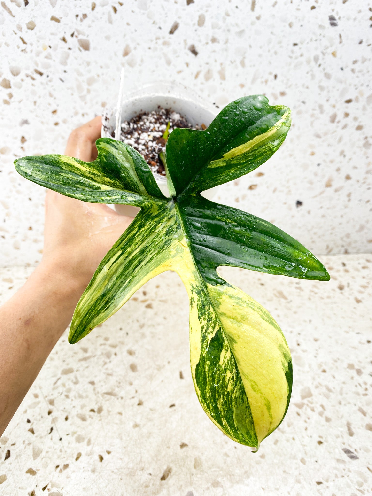 Philodendron Pedatum Variegated 1 leaf 1 sprout