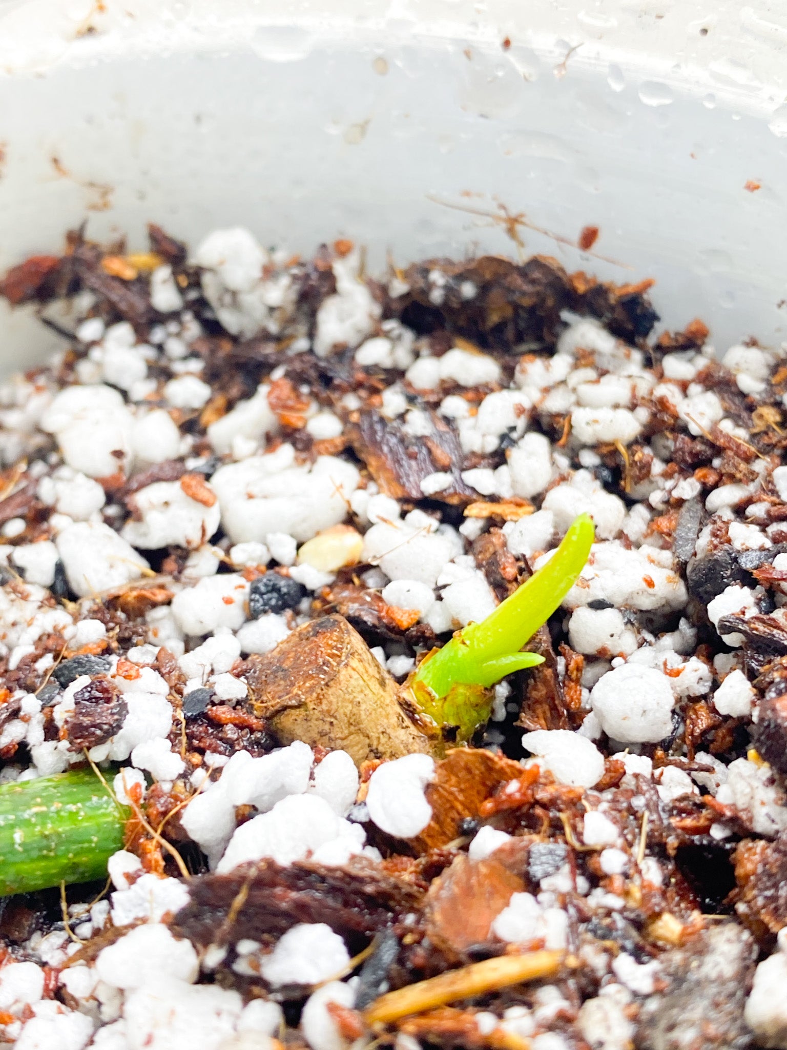 Philodendron Pedatum Variegated 1 leaf 1 sprout