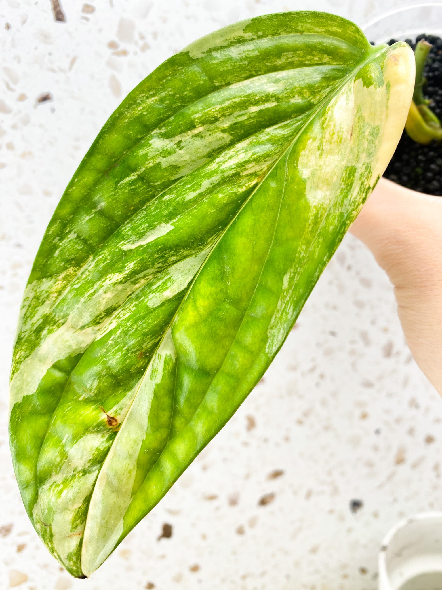 Monstera Peru Variegated 1 leaf with 2 sprouts