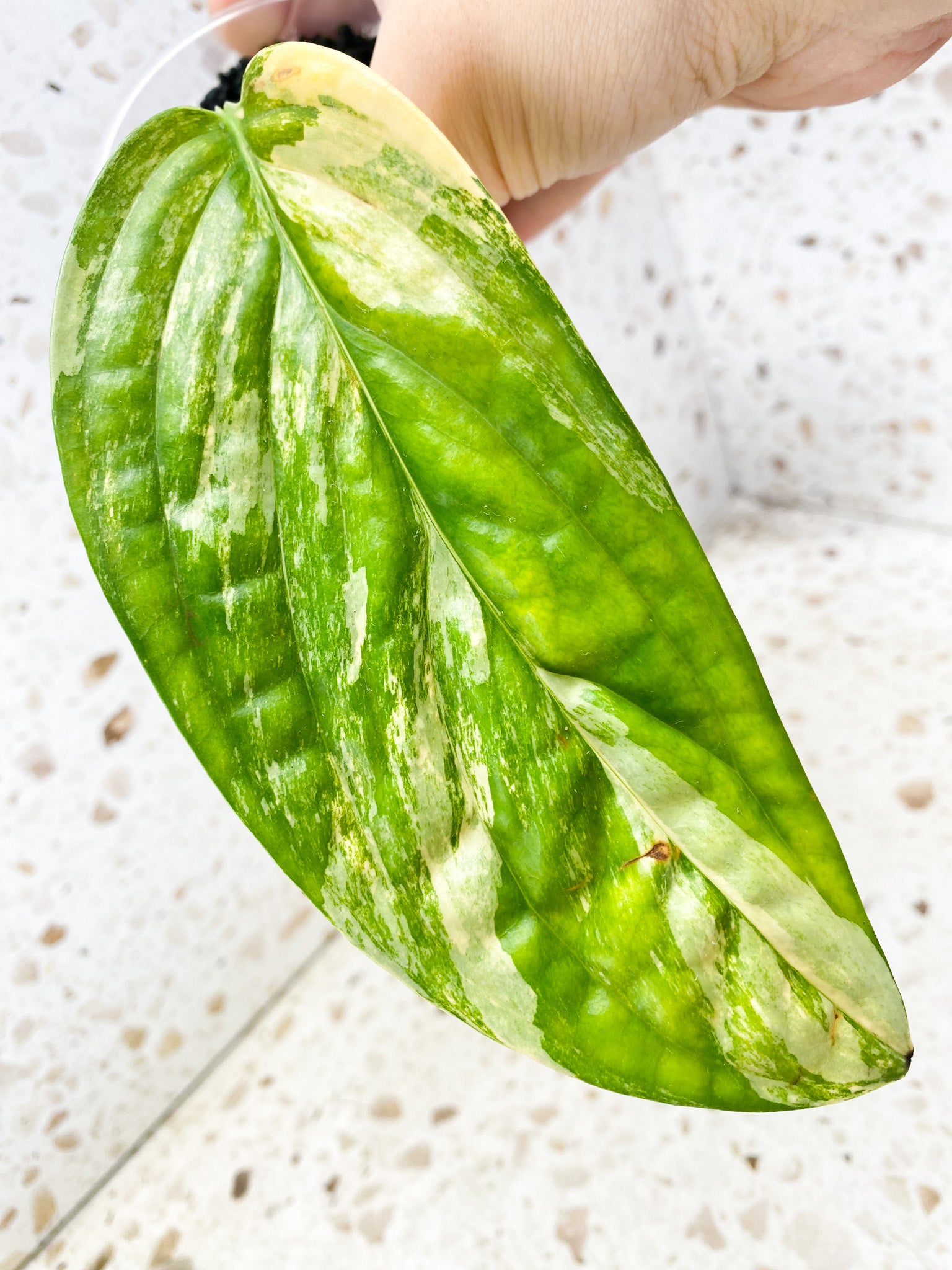 Monstera Peru Variegated 1 leaf with 2 sprouts