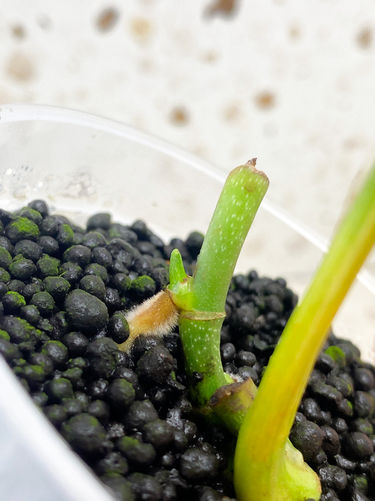 Monstera Peru Variegated 1 leaf with 2 sprouts