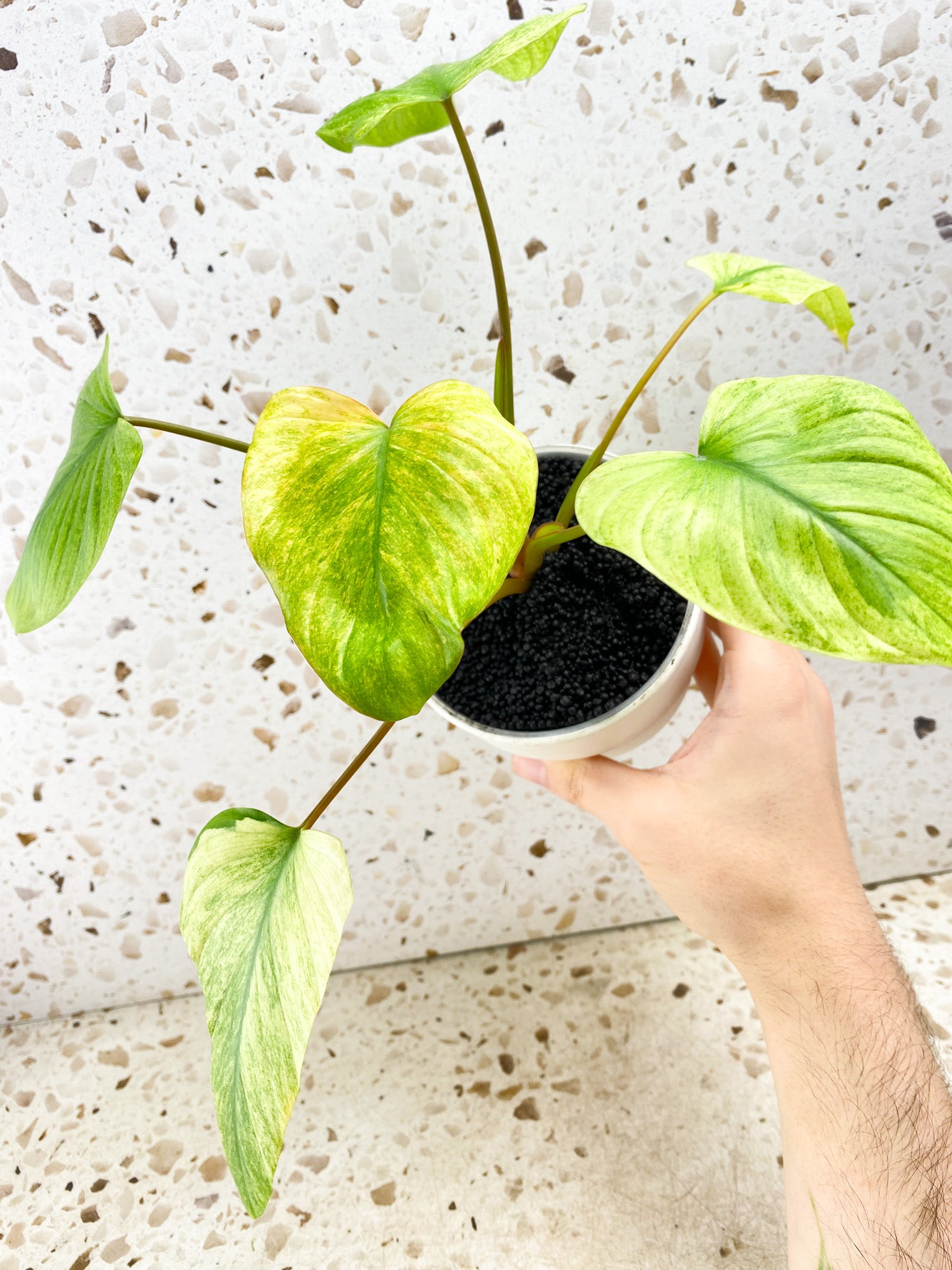 Homalomena Rubescens Mint/Pink 6 leaves 1 shoot top cutting