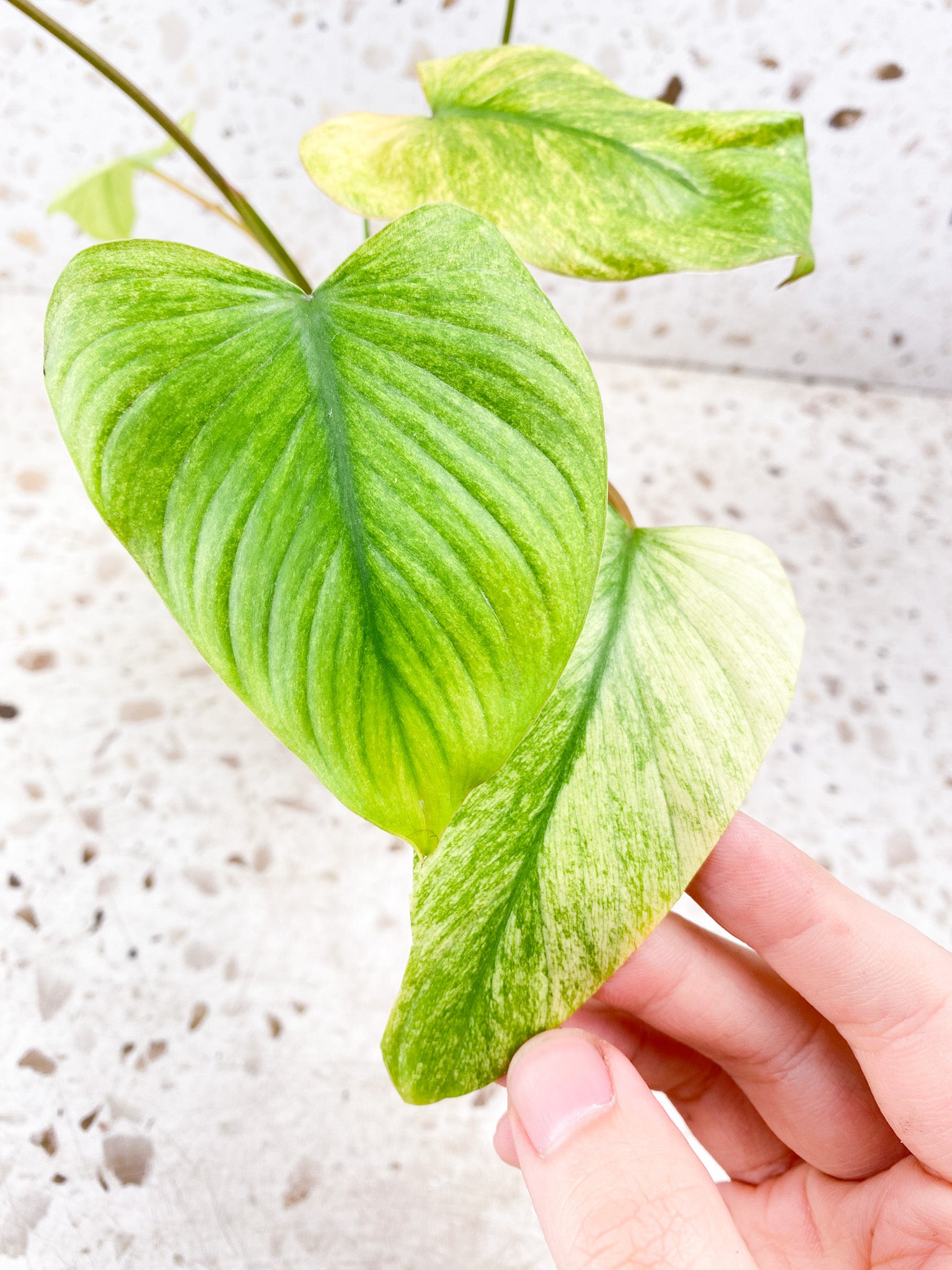 Homalomena Rubescens Mint/Pink 6 leaves 1 shoot top cutting