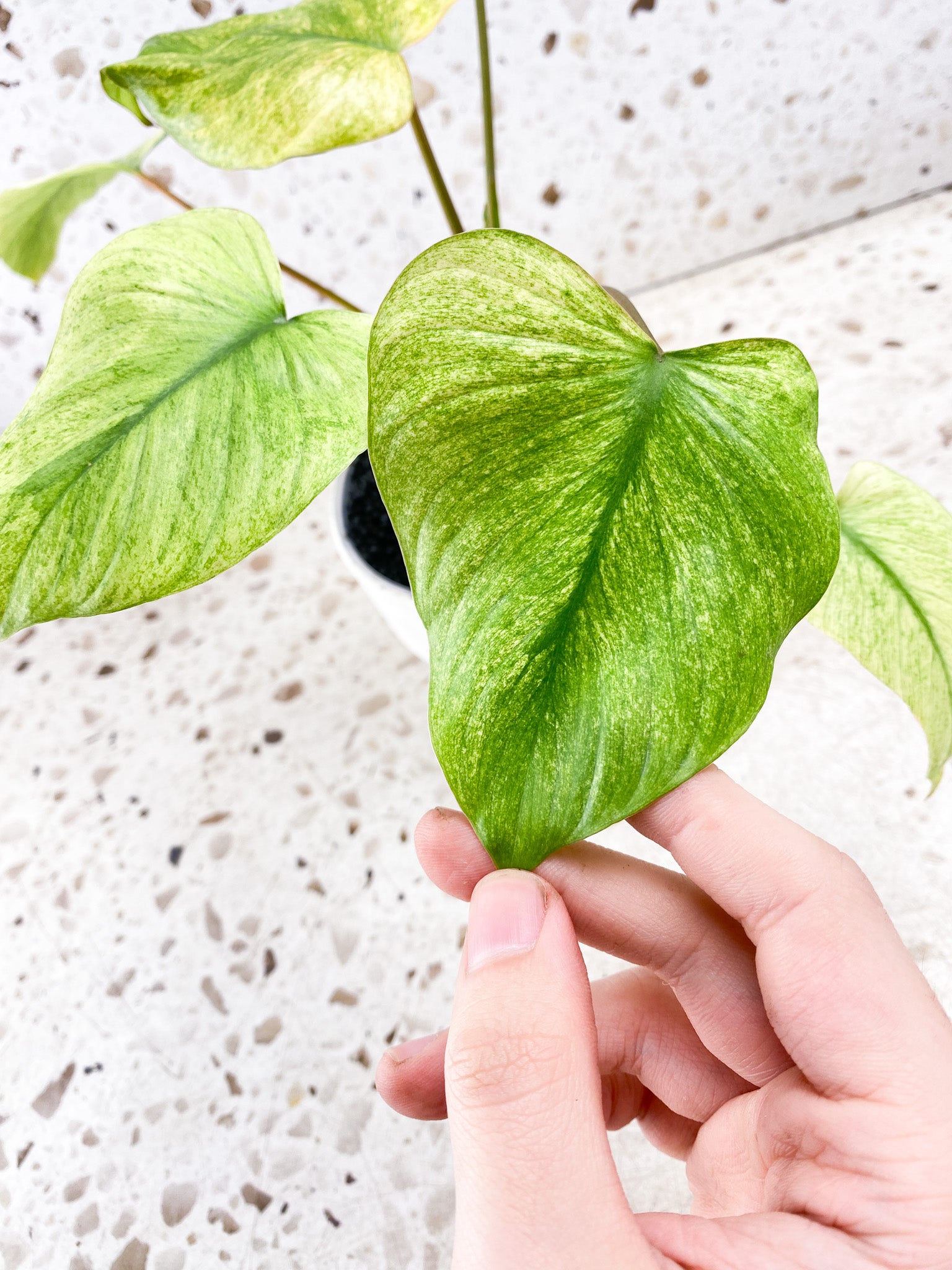 Homalomena Rubescens Mint/Pink 6 leaves 1 shoot top cutting