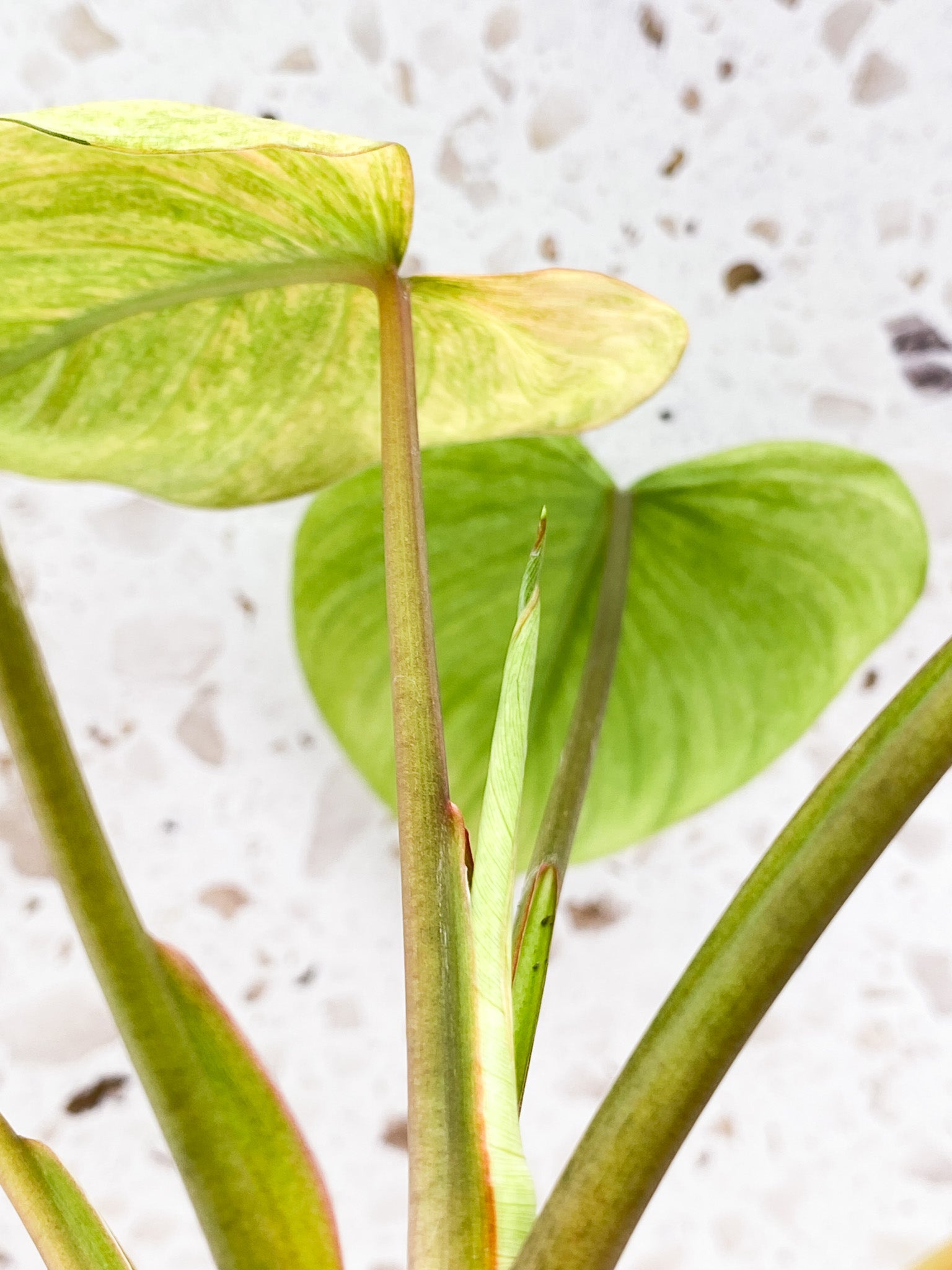 Homalomena Rubescens Mint/Pink 6 leaves 1 shoot top cutting