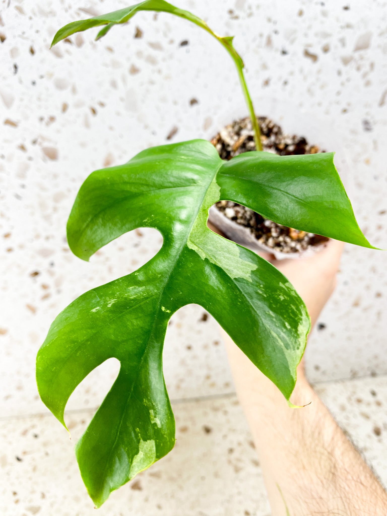 Rhaphidophora Tetrasperma Variegated 2 leaves with 2 sprouts