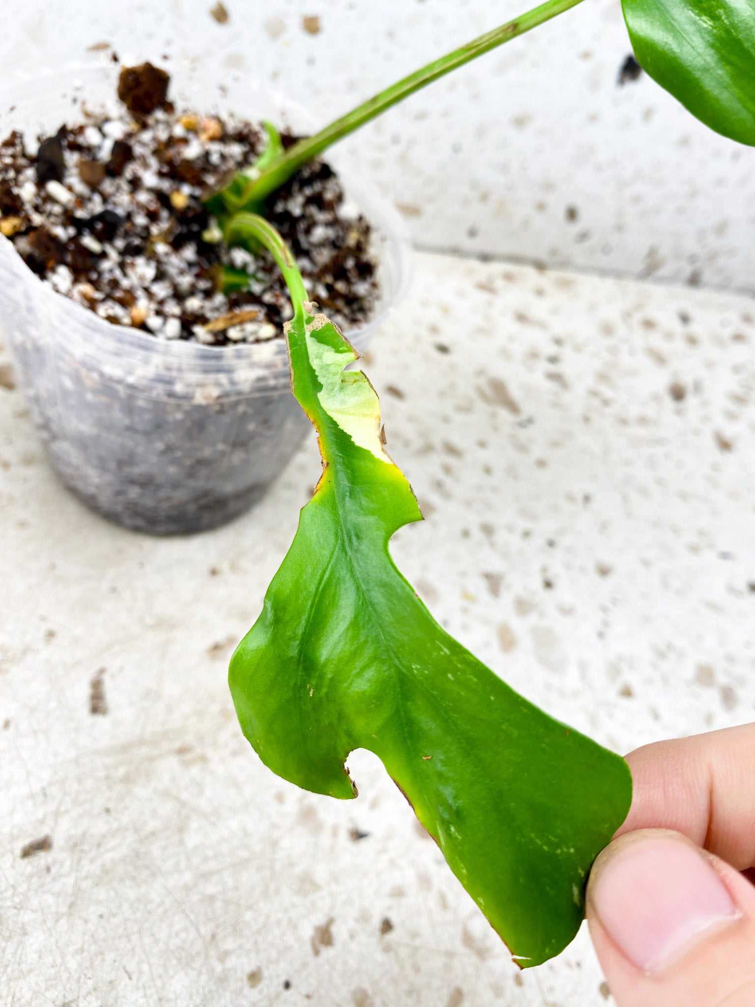 Rhaphidophora Tetrasperma Variegated 2 leaves with 2 sprouts