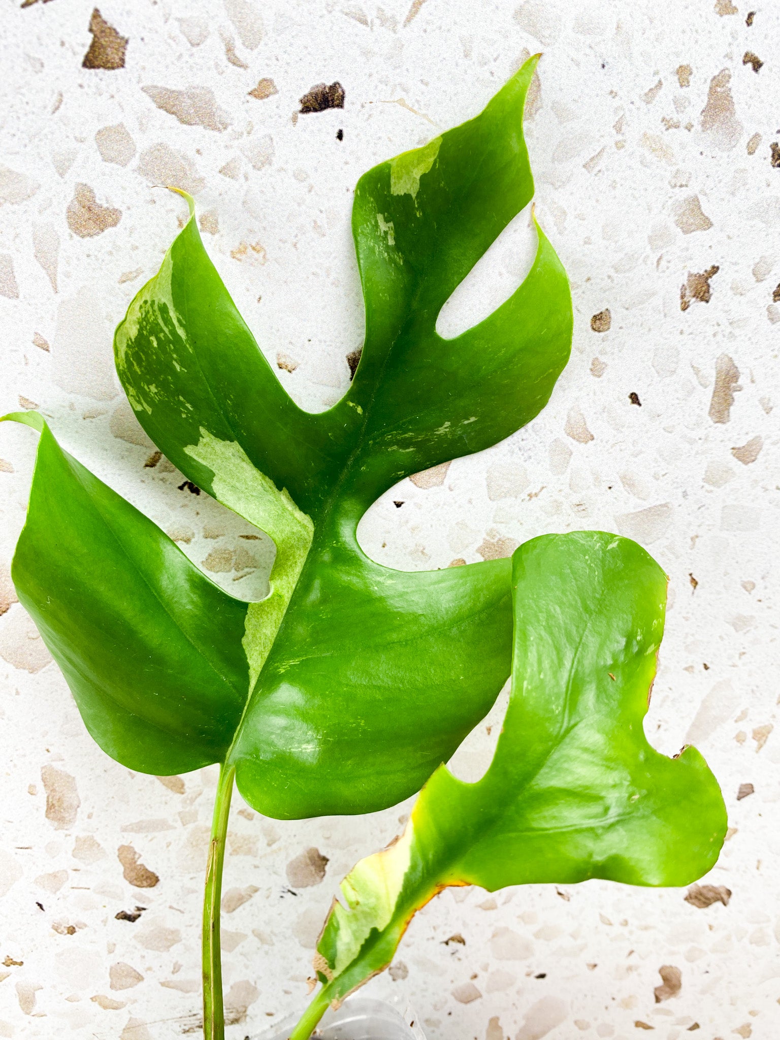 Rhaphidophora Tetrasperma Variegated 2 leaves with 2 sprouts