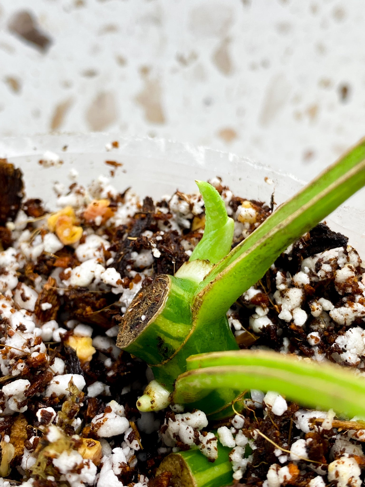 Rhaphidophora Tetrasperma Variegated 2 leaves with 2 sprouts