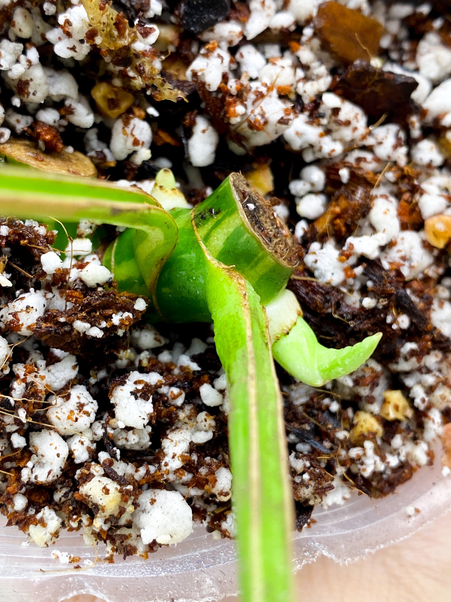 Rhaphidophora Tetrasperma Variegated 2 leaves with 2 sprouts