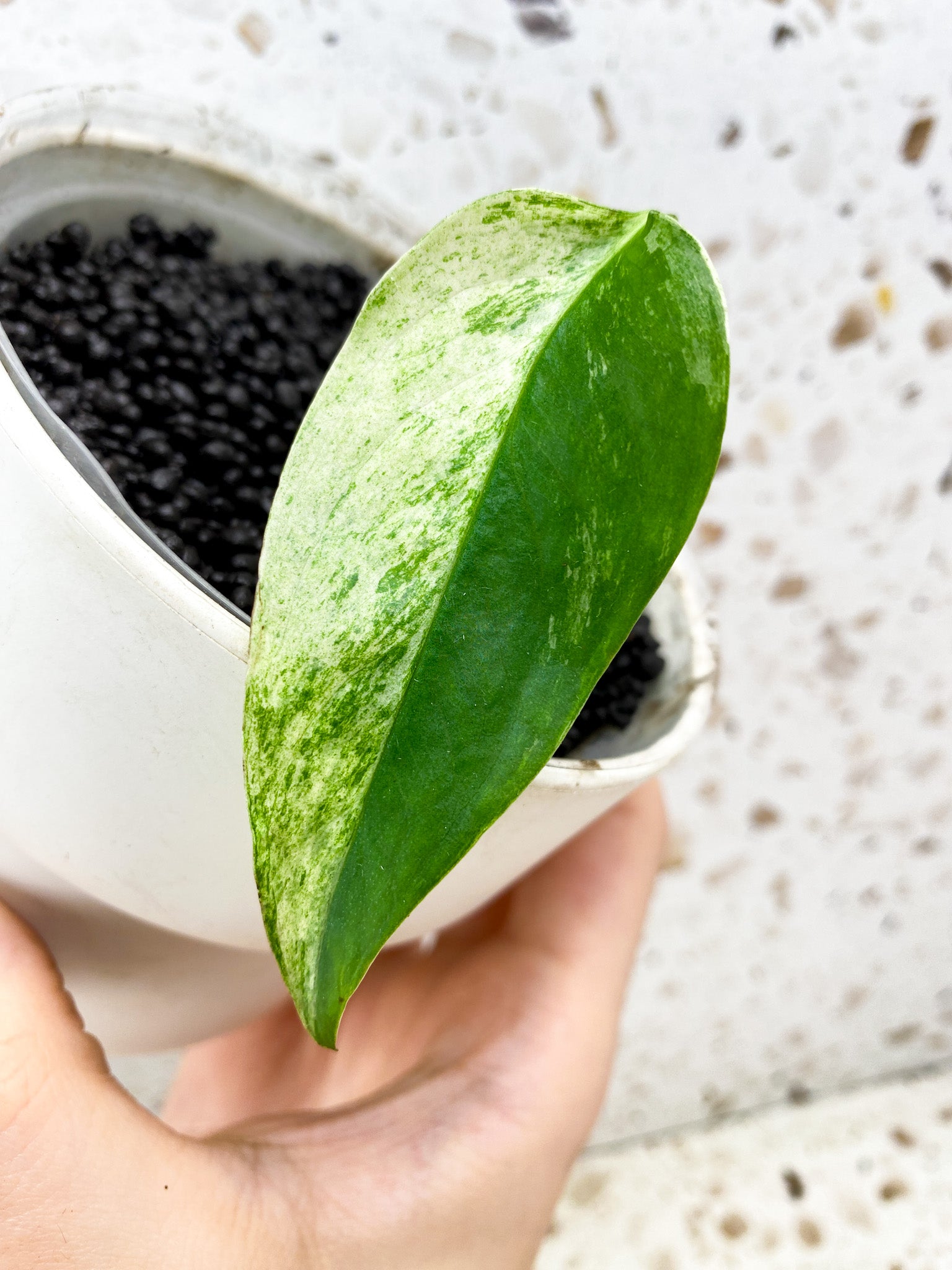 Monstera Laniata Mint Variegated 1 leaf half moon (rooting)