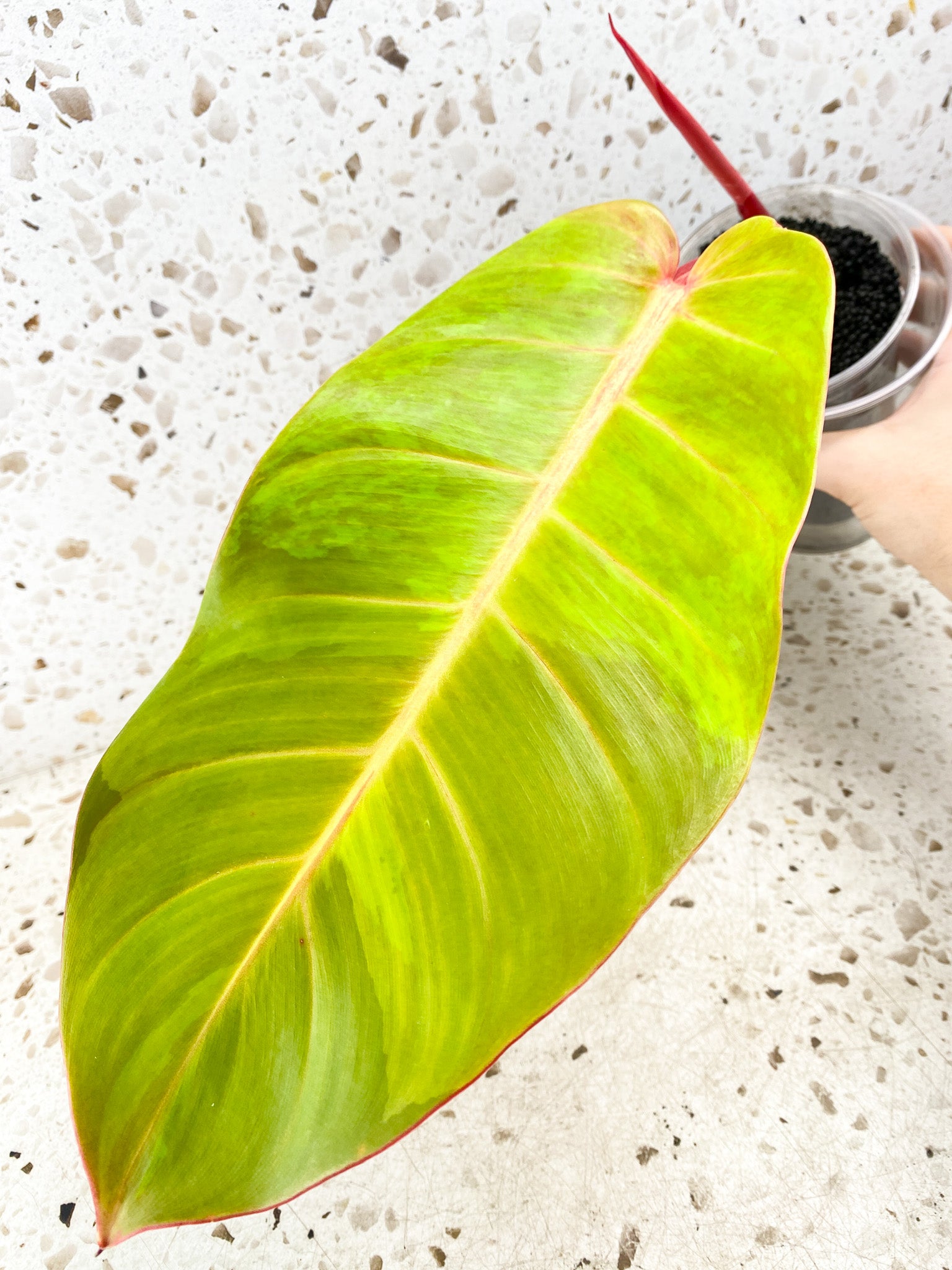 Philodendron Prince of Orange Variegated 1 leaf 1 shoot top cutting (rooting)