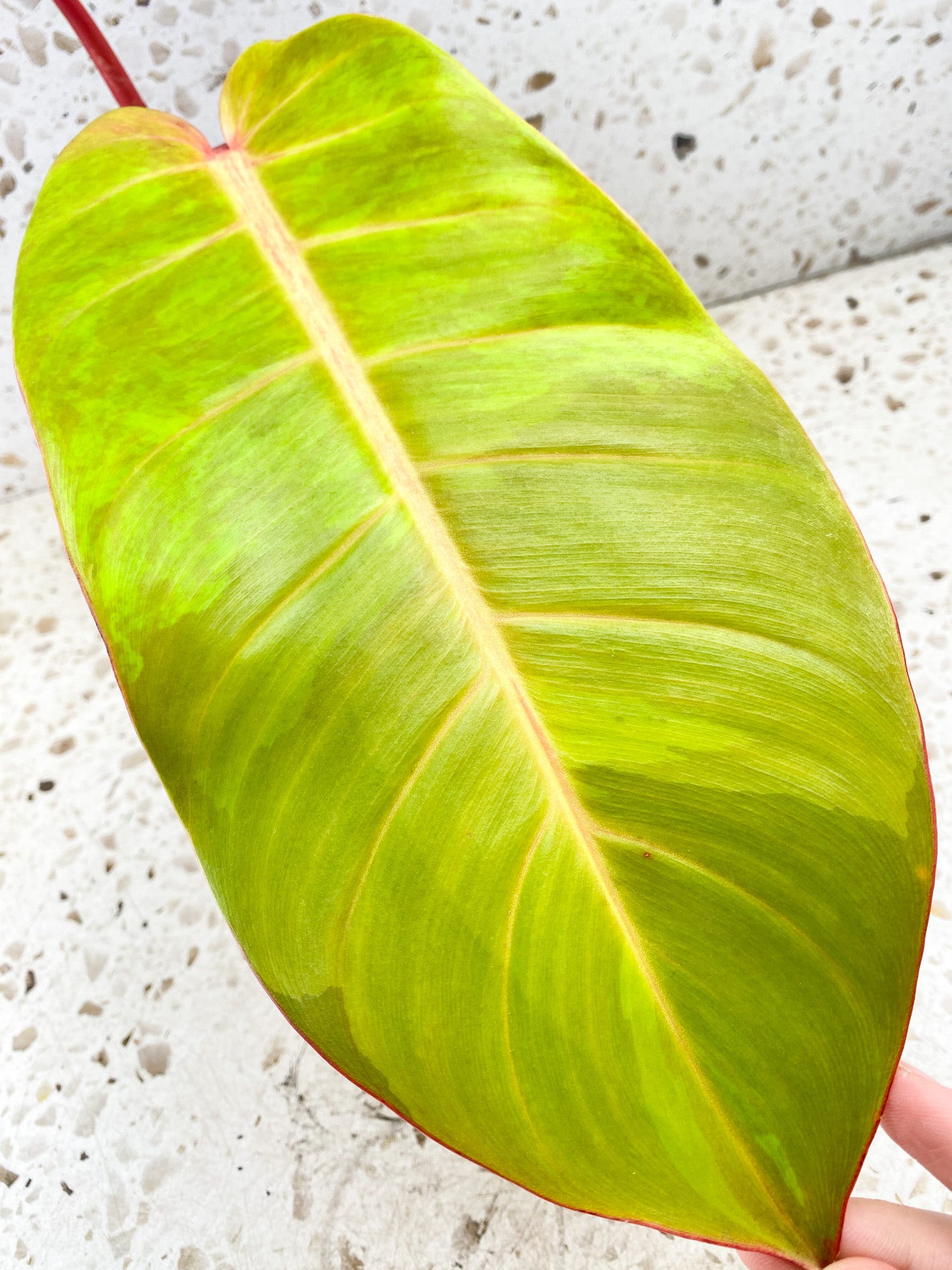 Philodendron Prince of Orange Variegated 1 leaf 1 shoot top cutting (rooting)