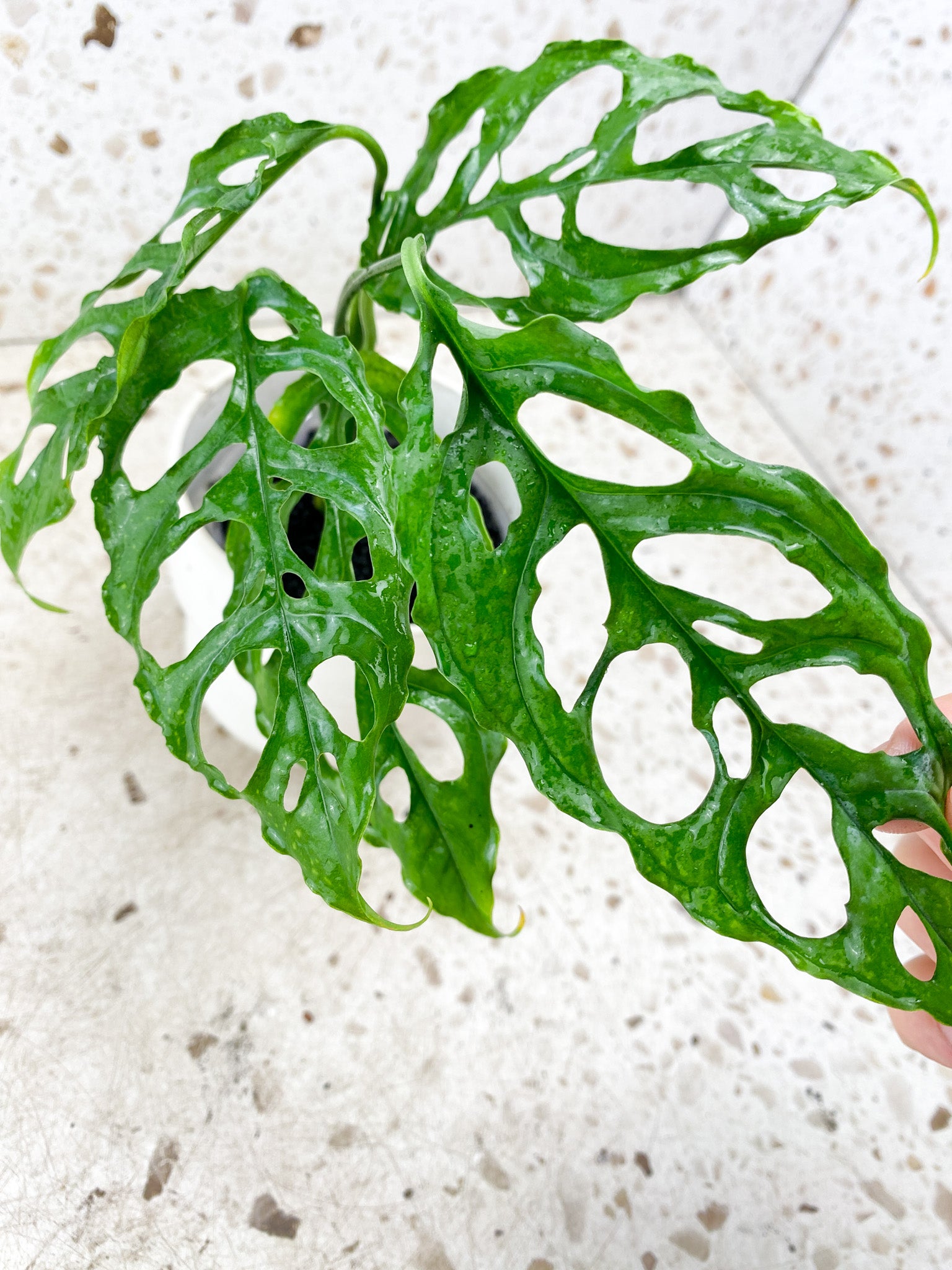 Monstera Obliqua Peru 5 leaves 1 sprout (rooting)