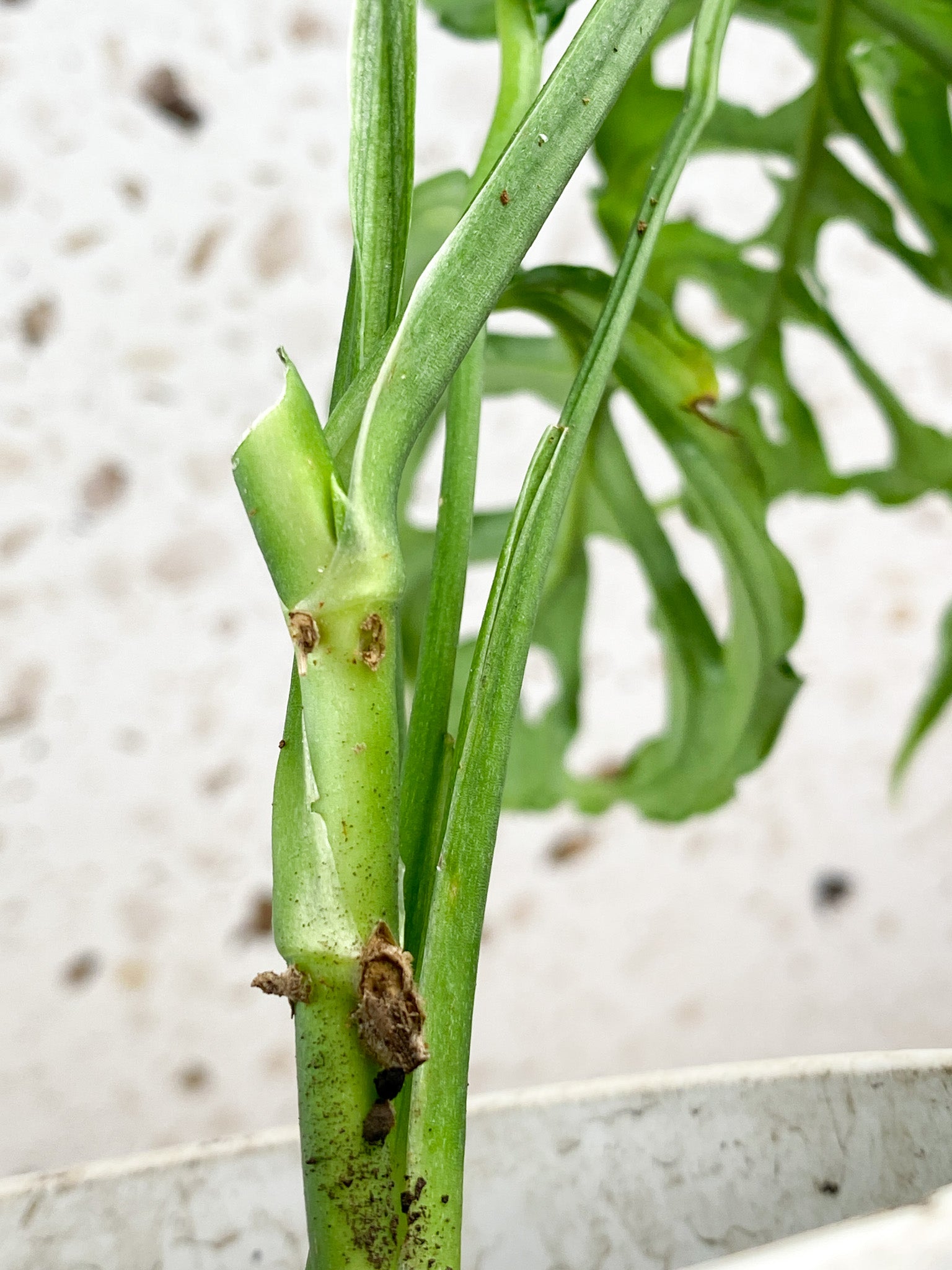 Monstera Obliqua Peru 5 leaves 1 sprout (rooting)