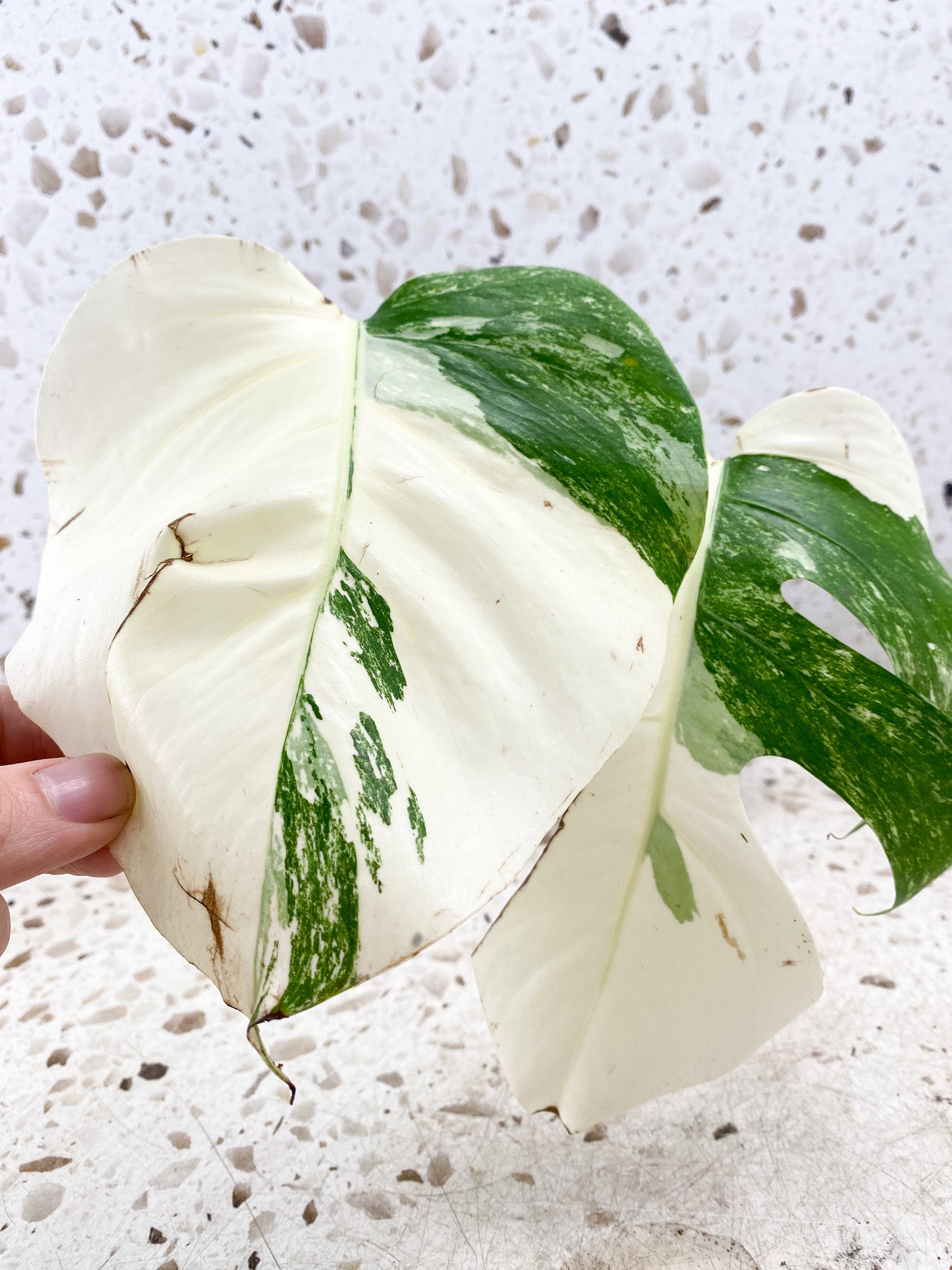 Monstera Albo White Tiger 2 leaves (slightly rooted)