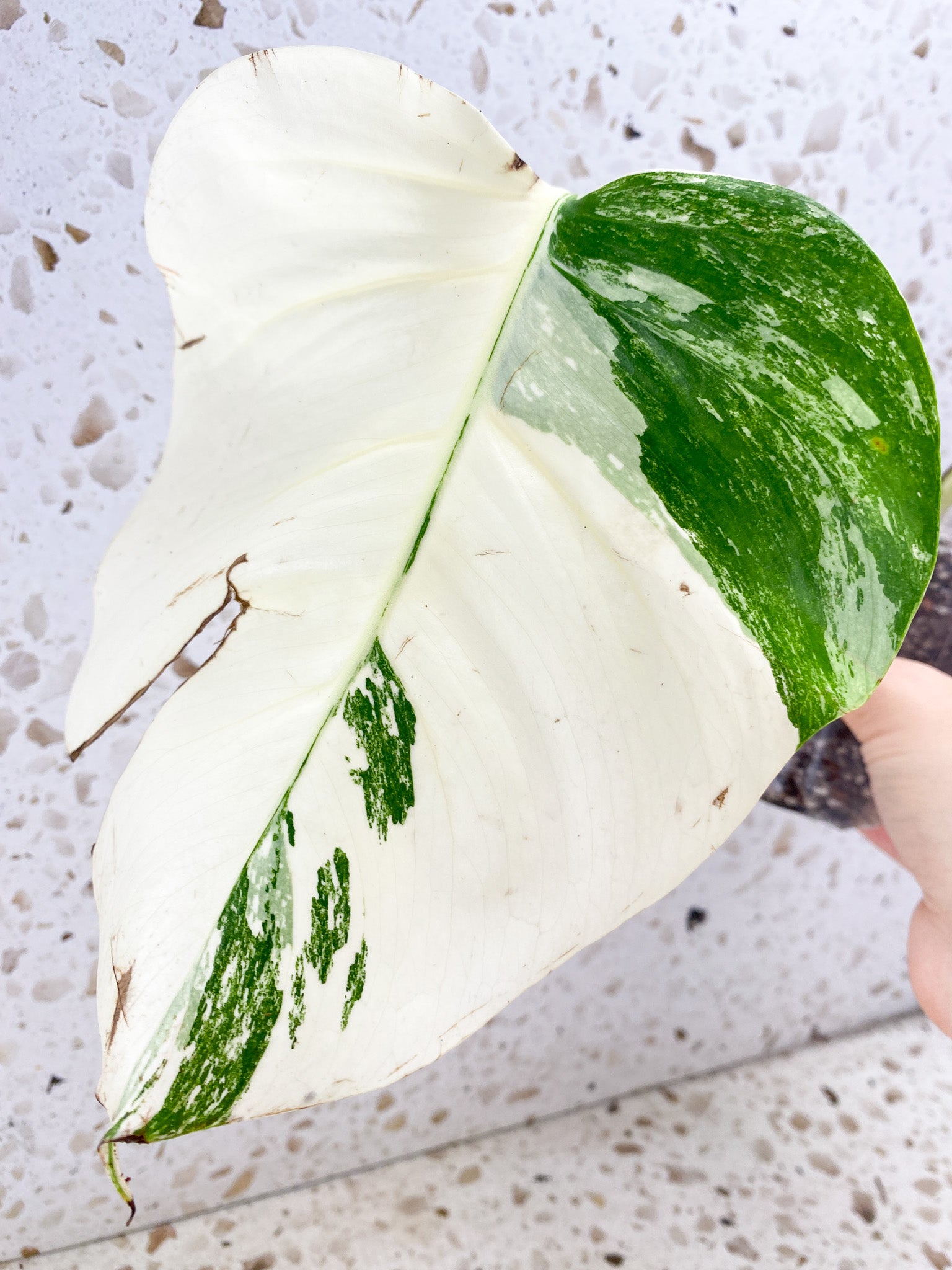 Monstera Albo White Tiger 2 leaves (slightly rooted)