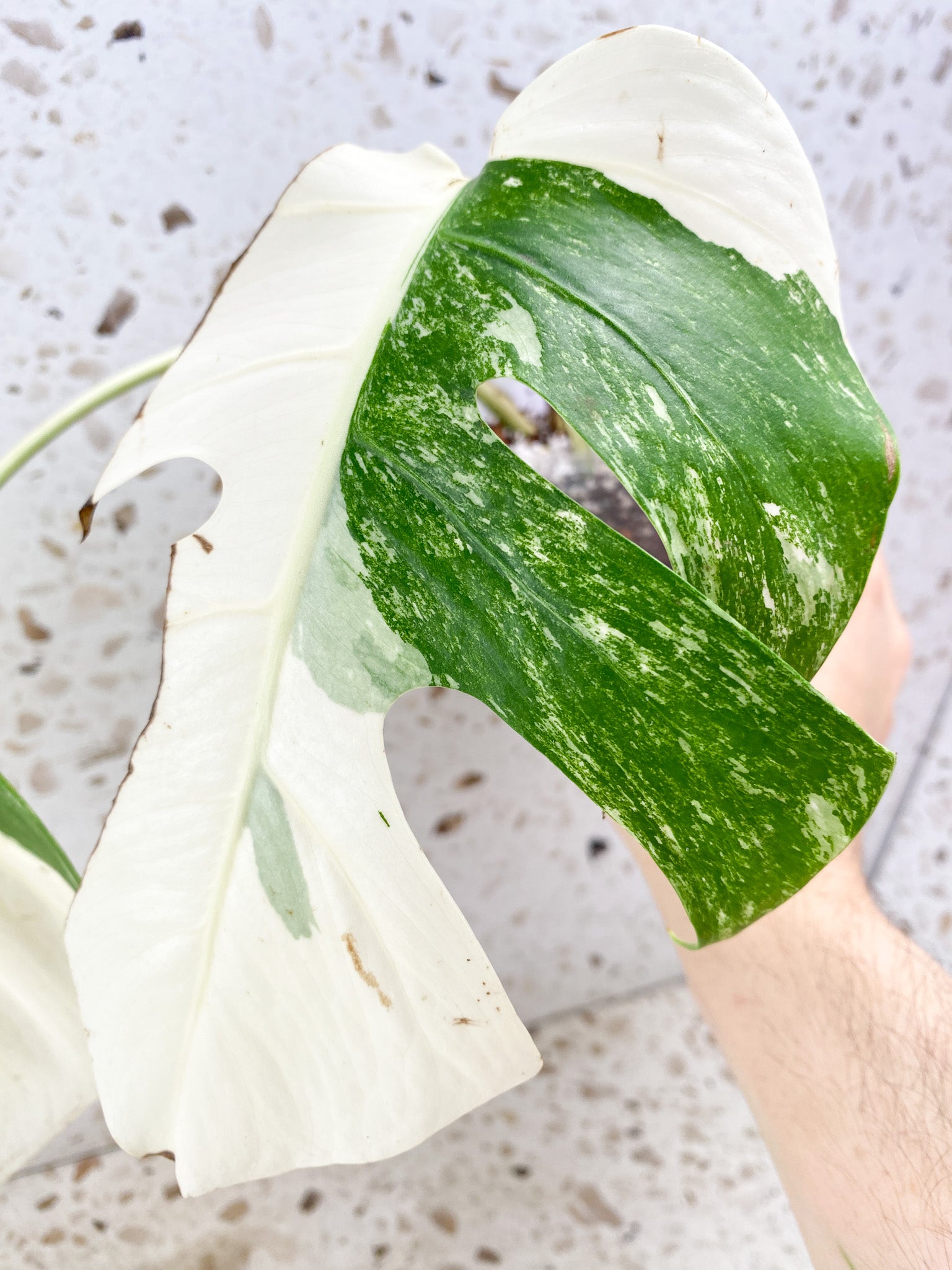 Monstera Albo White Tiger 2 leaves (slightly rooted)