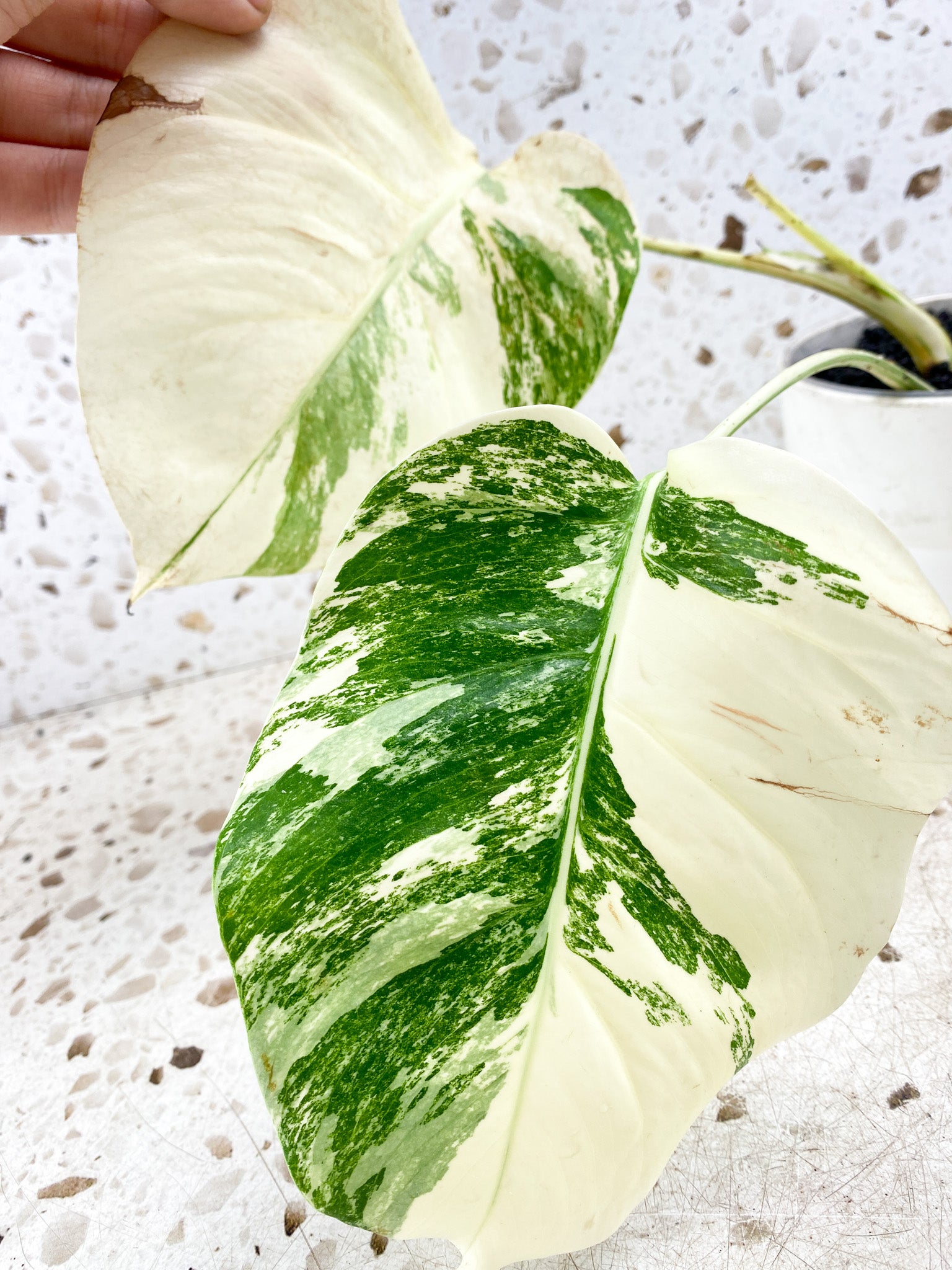 Monstera Albo White Tiger 2 leaf top cutting (rooting)