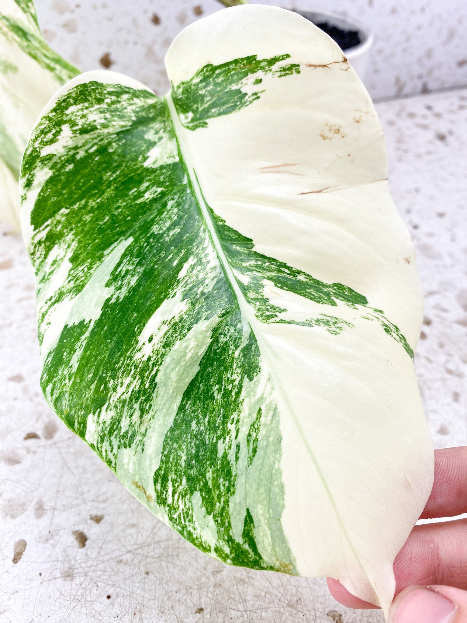 Monstera Albo White Tiger 2 leaf top cutting (rooting)