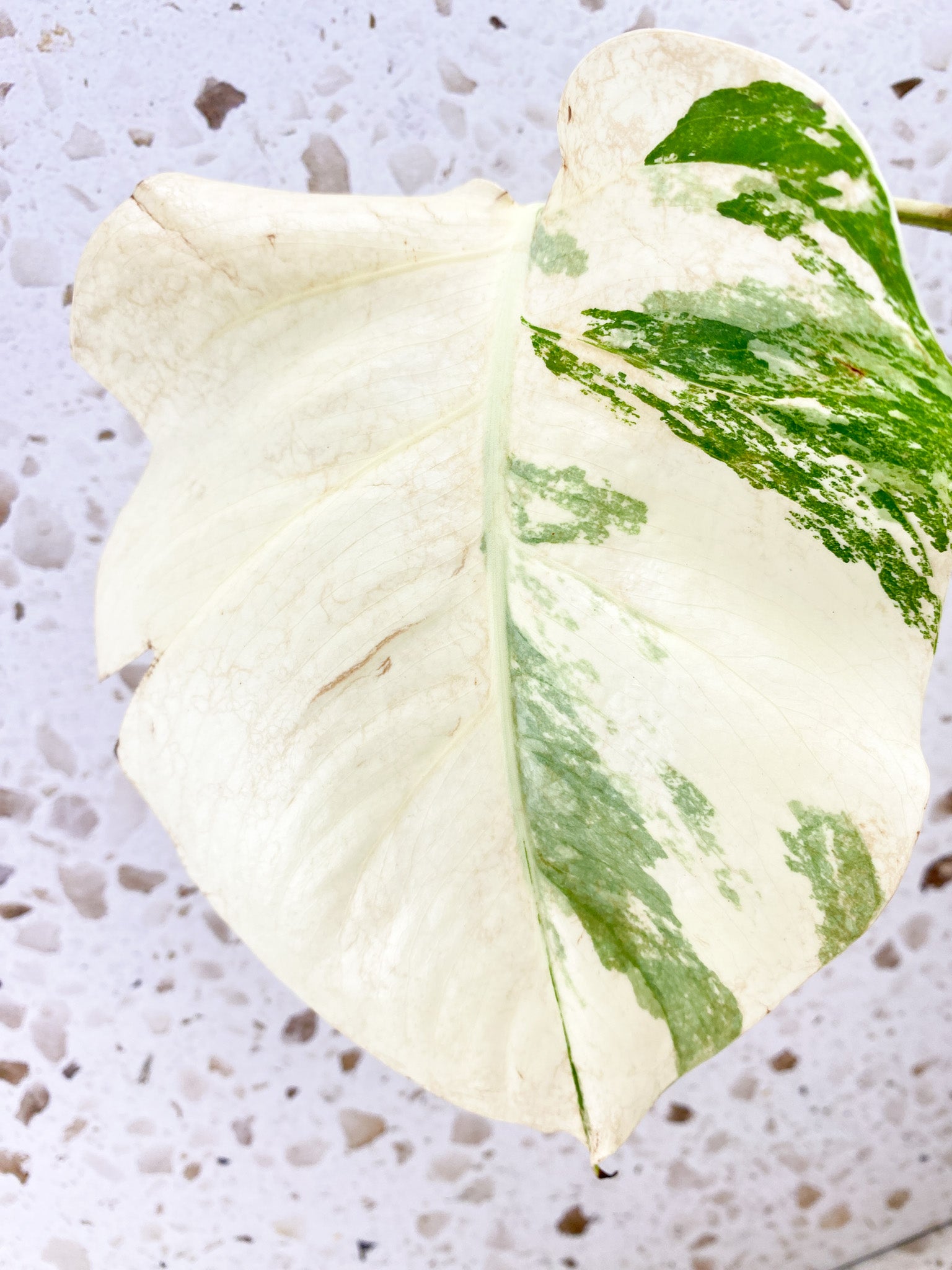 Monstera Albo White Tiger 2 leaf top cutting (rooting)