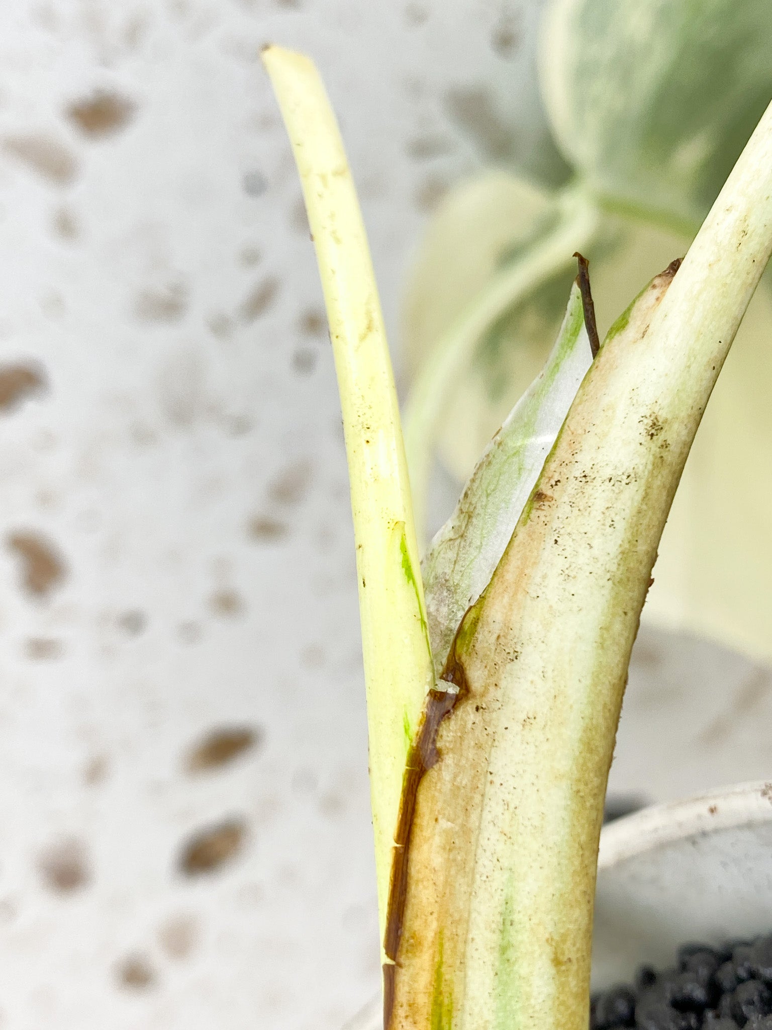 Monstera Albo White Tiger 2 leaf top cutting (rooting)