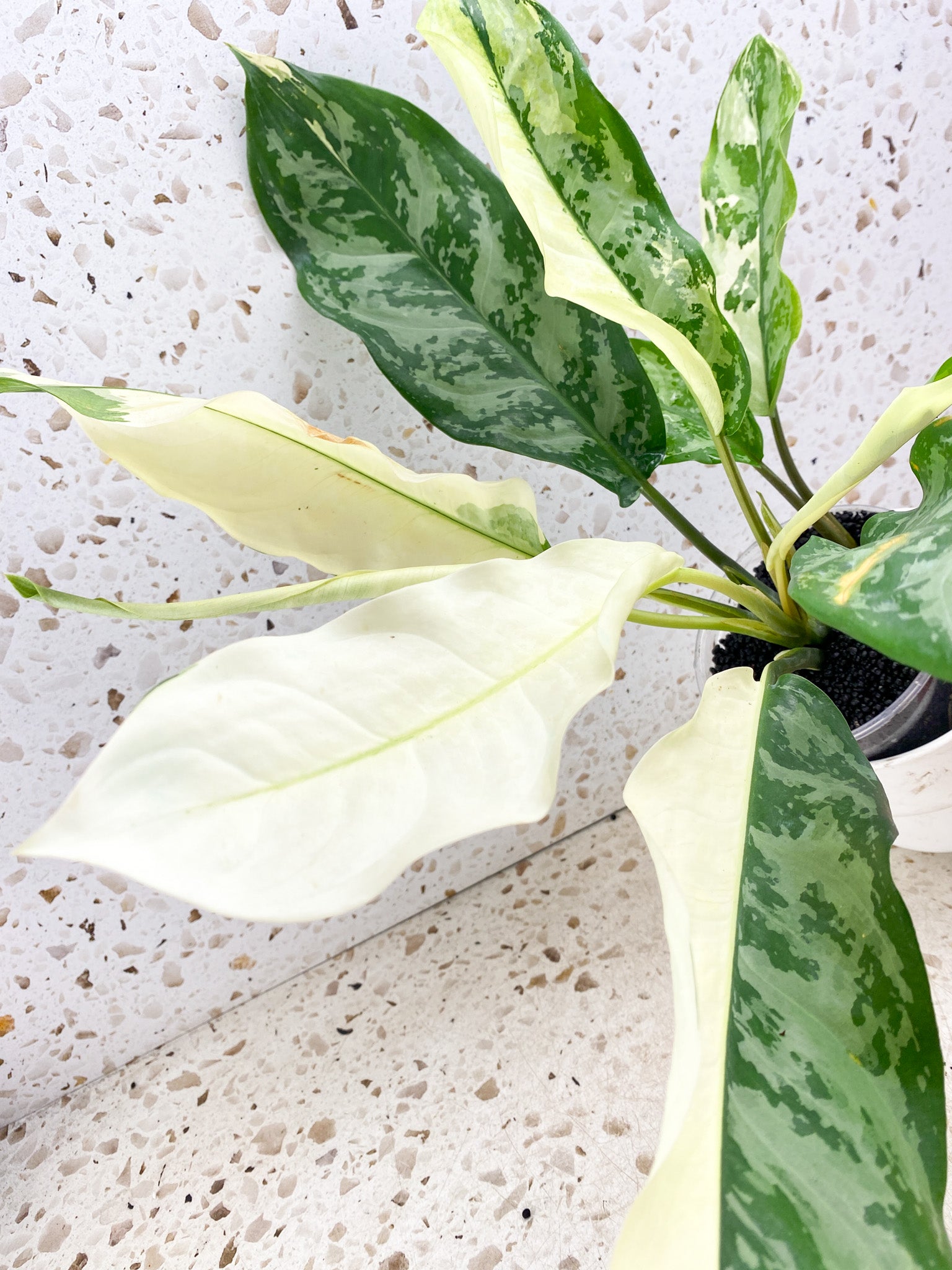 Aglaonema Manila Pride node with sprout (rooting)