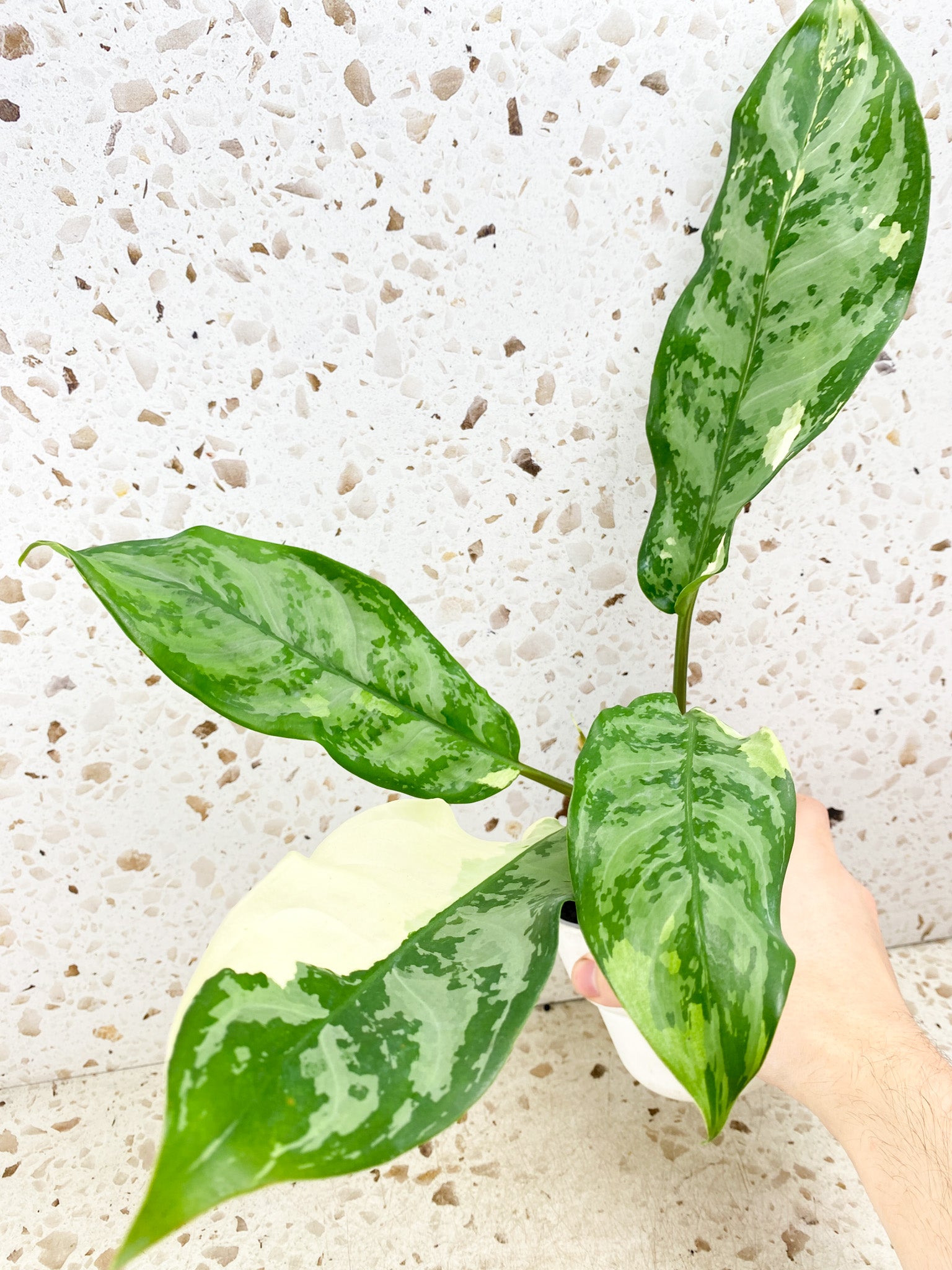 Aglaonema Manila Pride 4 leaf top cutting (rooted)