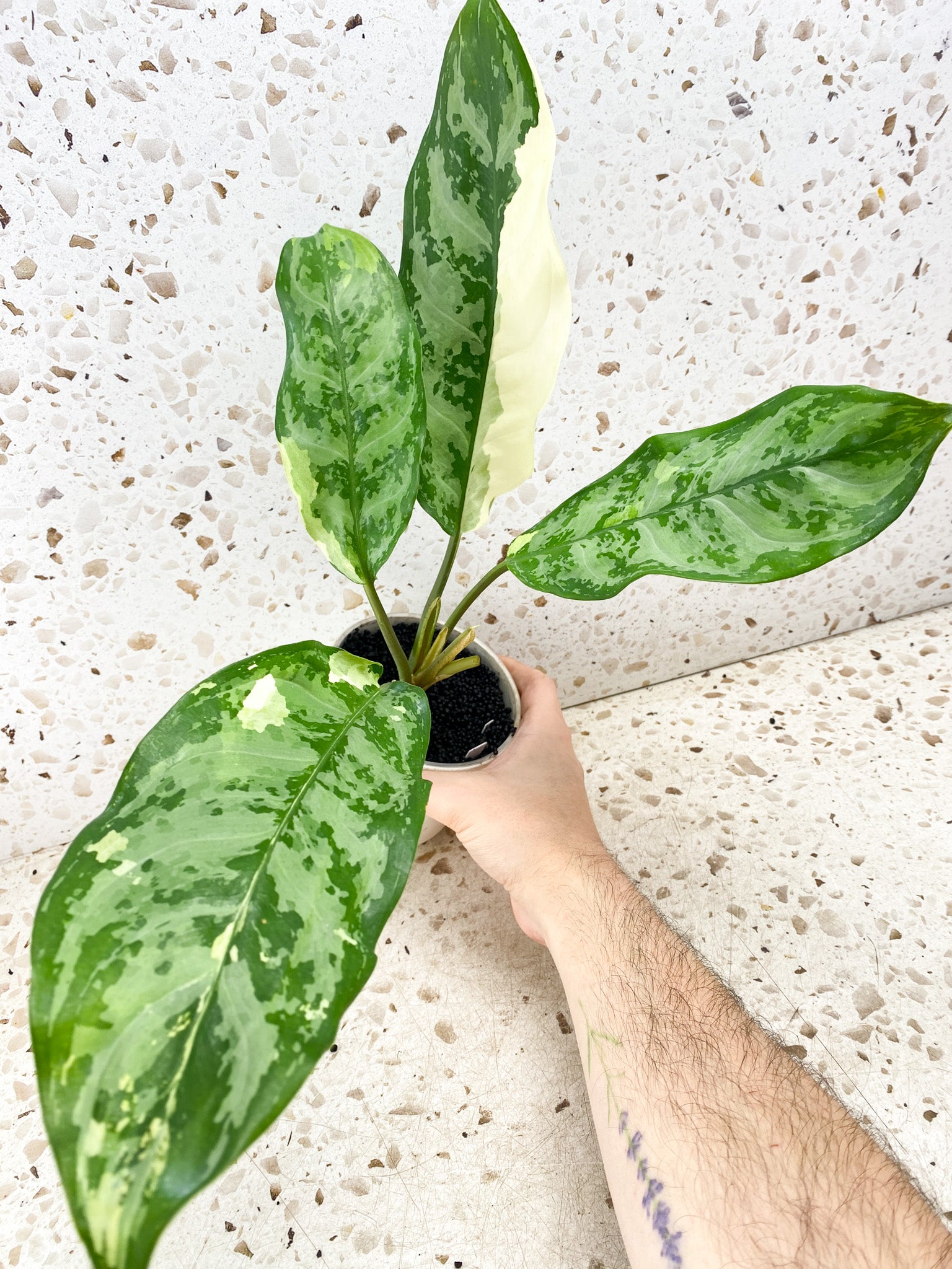 Aglaonema Manila Pride 4 leaf top cutting (rooted)