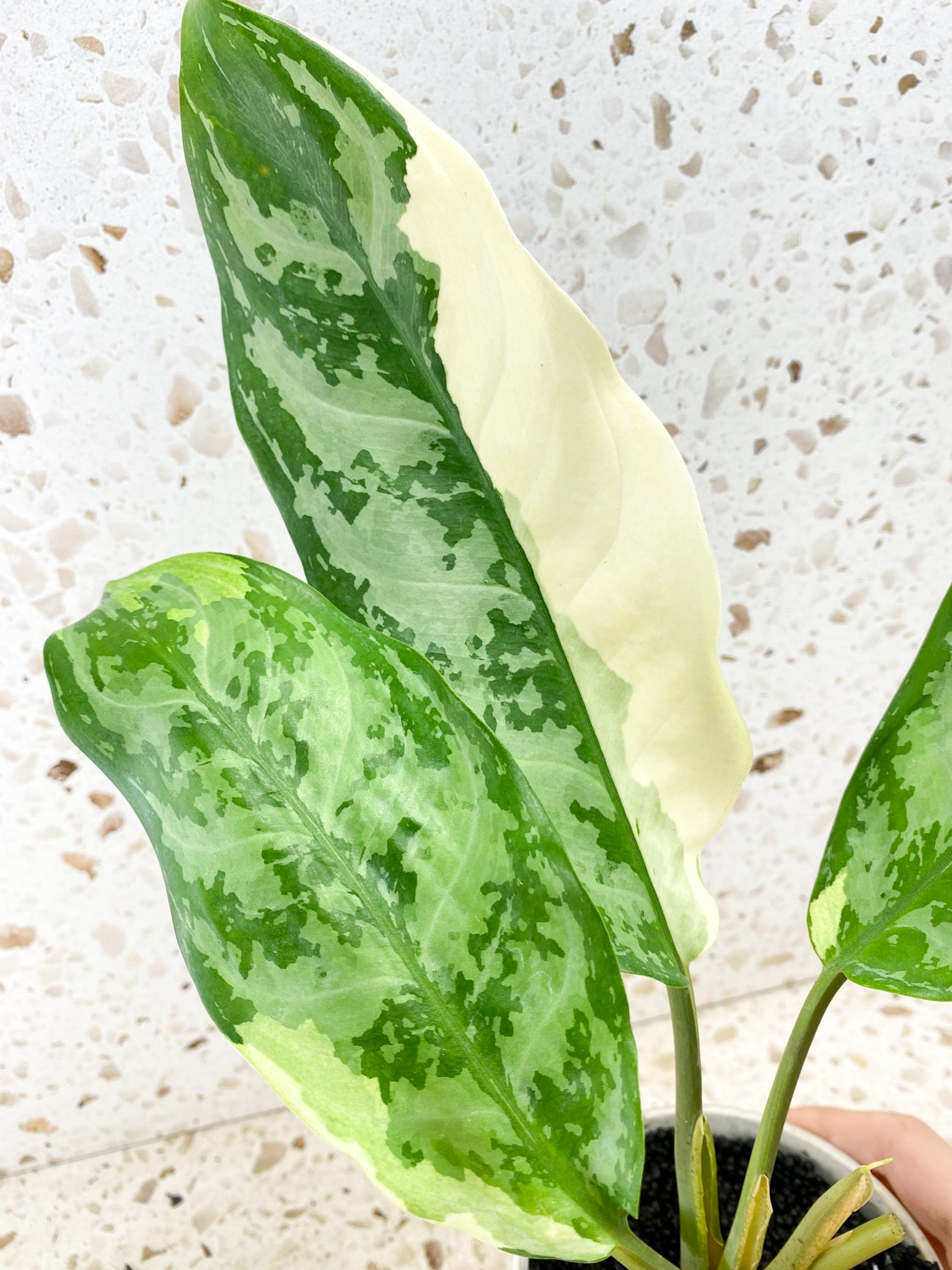 Aglaonema Manila Pride 4 leaf top cutting (rooted)