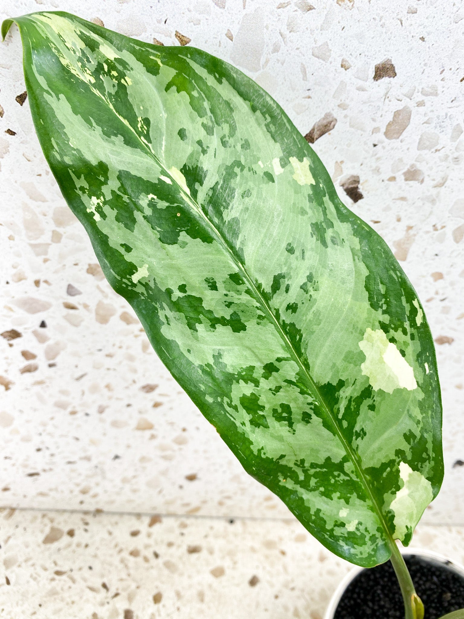 Aglaonema Manila Pride 4 leaf top cutting (rooted)