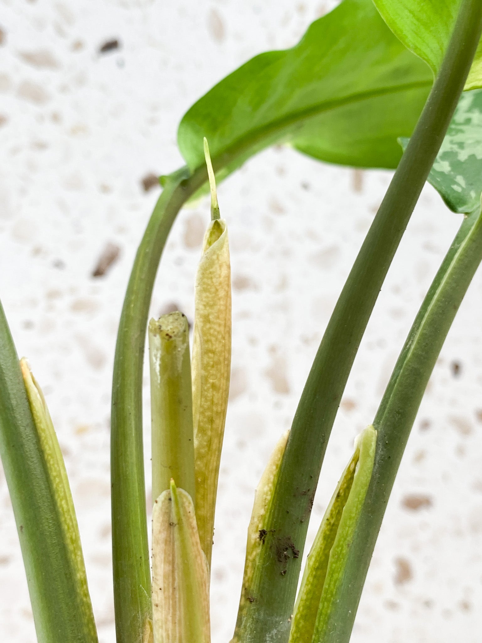 Aglaonema Manila Pride 4 leaf top cutting (rooted)