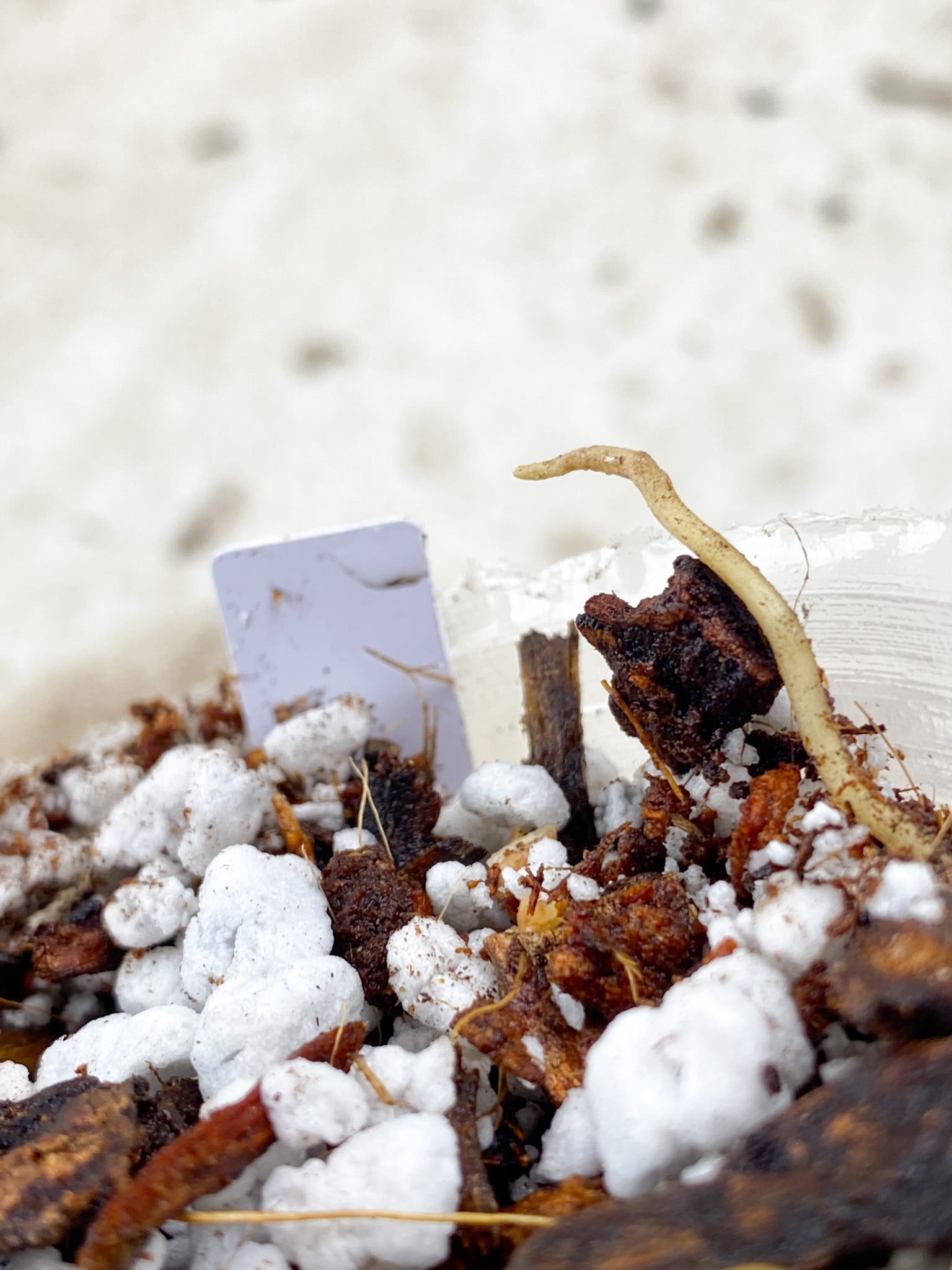 Aglaonema Manila Pride node with sprout (rooting)