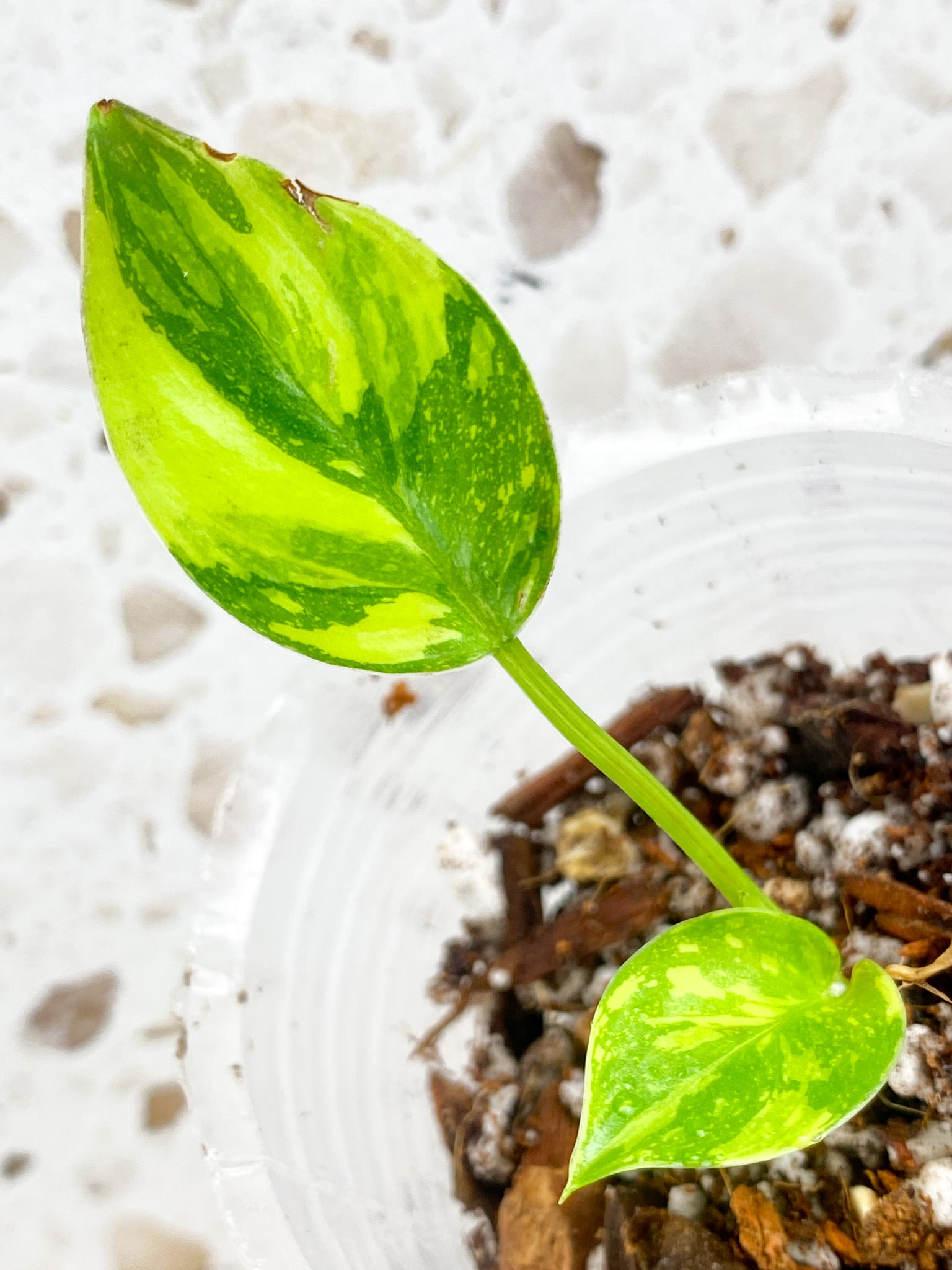 Philodendron Green Congo Hybrid 2 leaf baby plant (rooting)