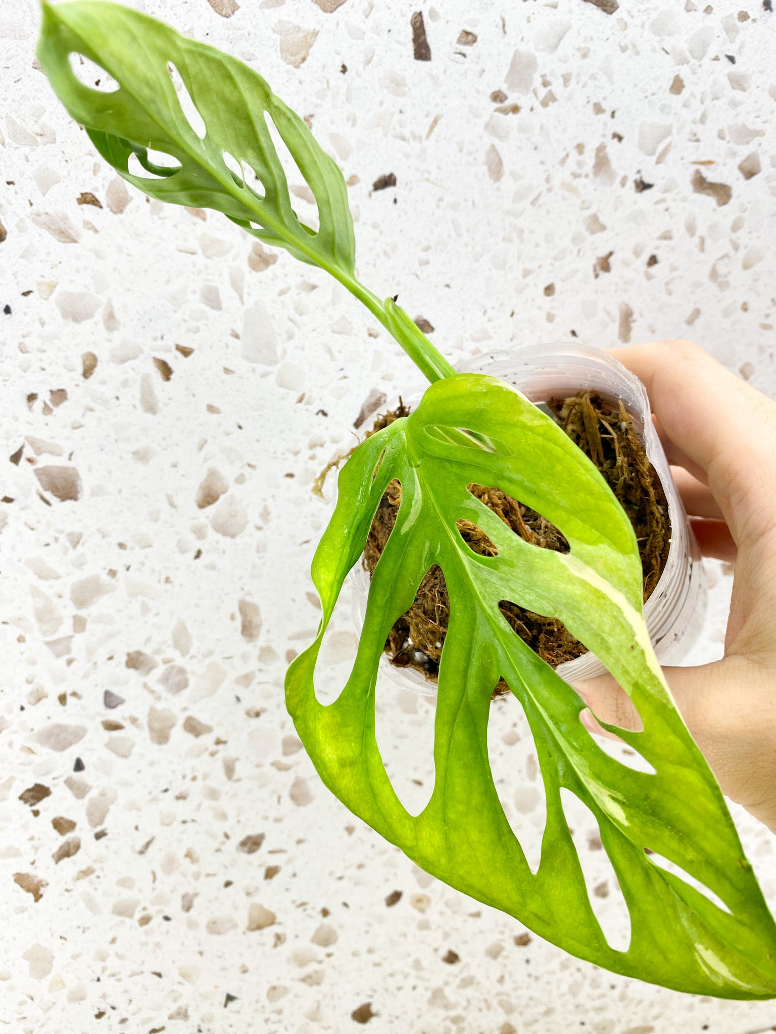 MINI GIVEAWAY: Monstera Adansonii Albo Tricolor 2 leaf top cutting (rooting)