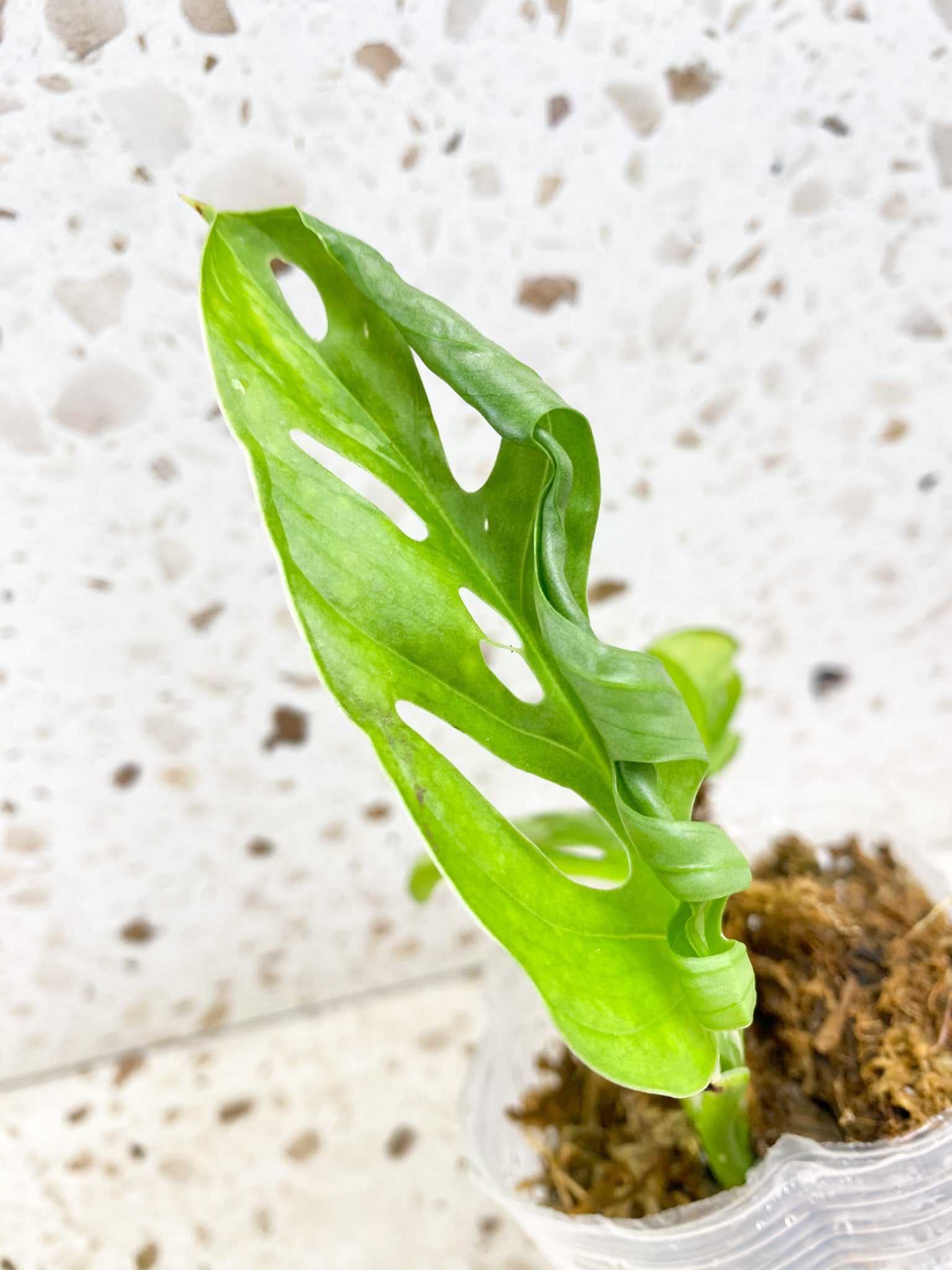 MINI GIVEAWAY: Monstera Adansonii Albo Tricolor 2 leaf top cutting (rooting)