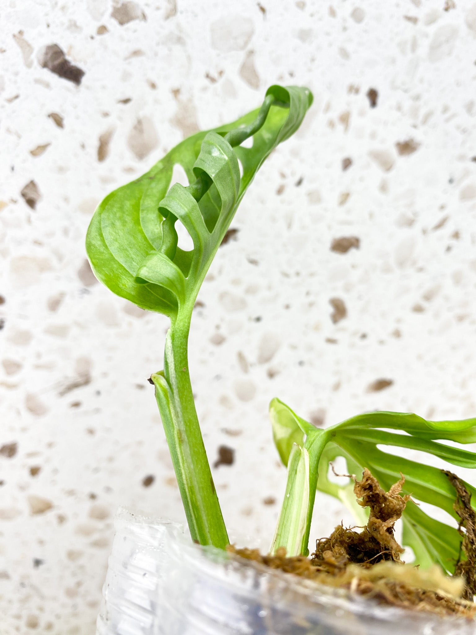 MINI GIVEAWAY: Monstera Adansonii Albo Tricolor 2 leaf top cutting (rooting)