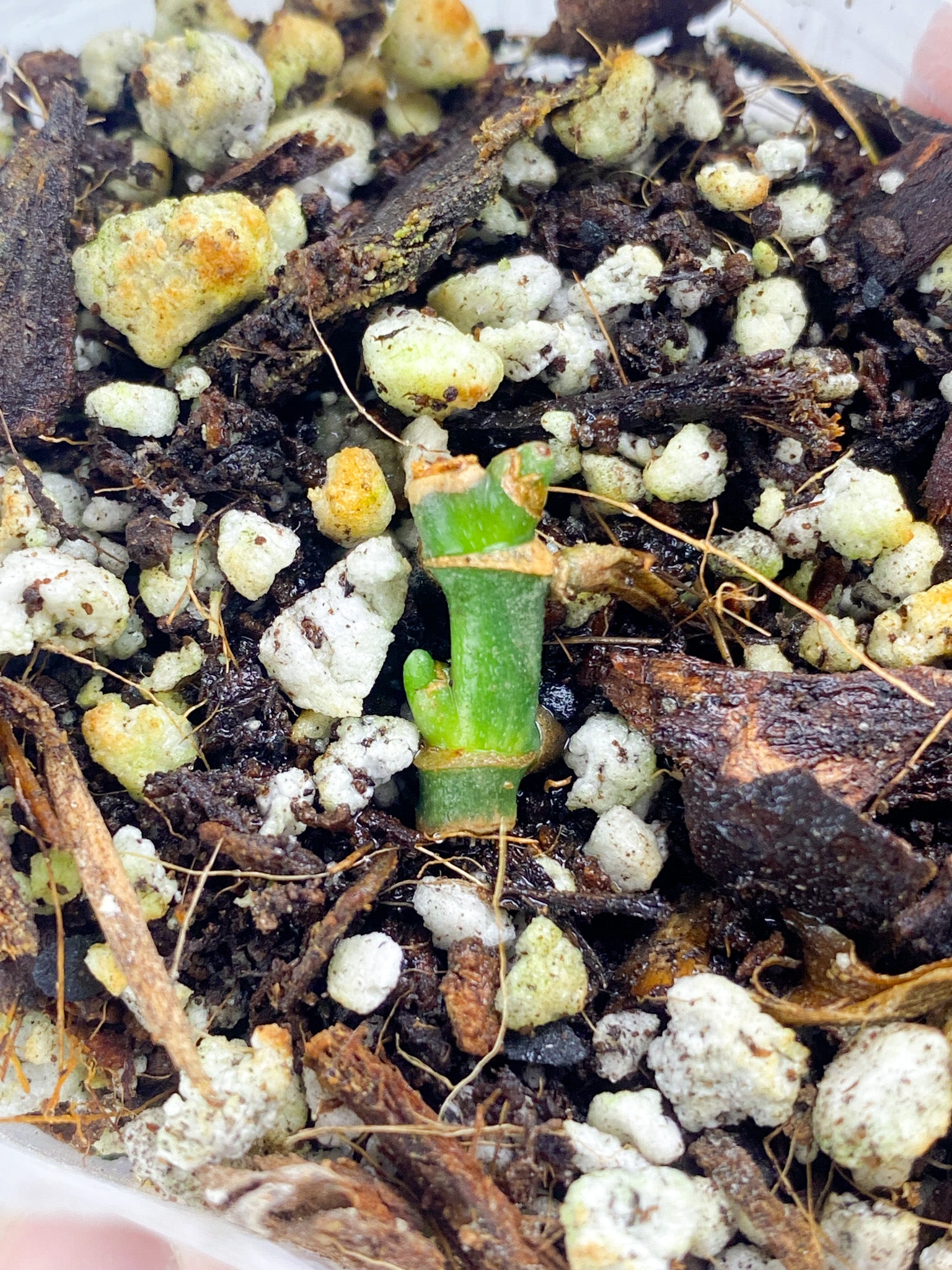 Scindapsus Treubii Moonlight Golden Mint node with 2 sprouts