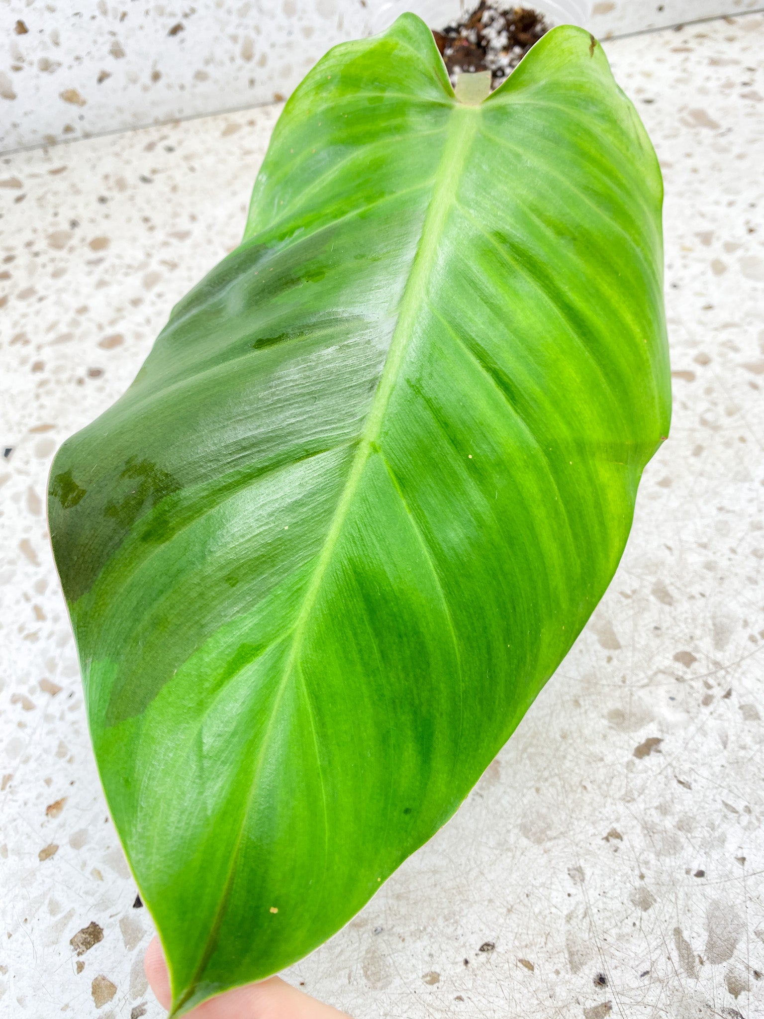 Philodendron Red Moon 1 leaf with sprouting node (rooting)