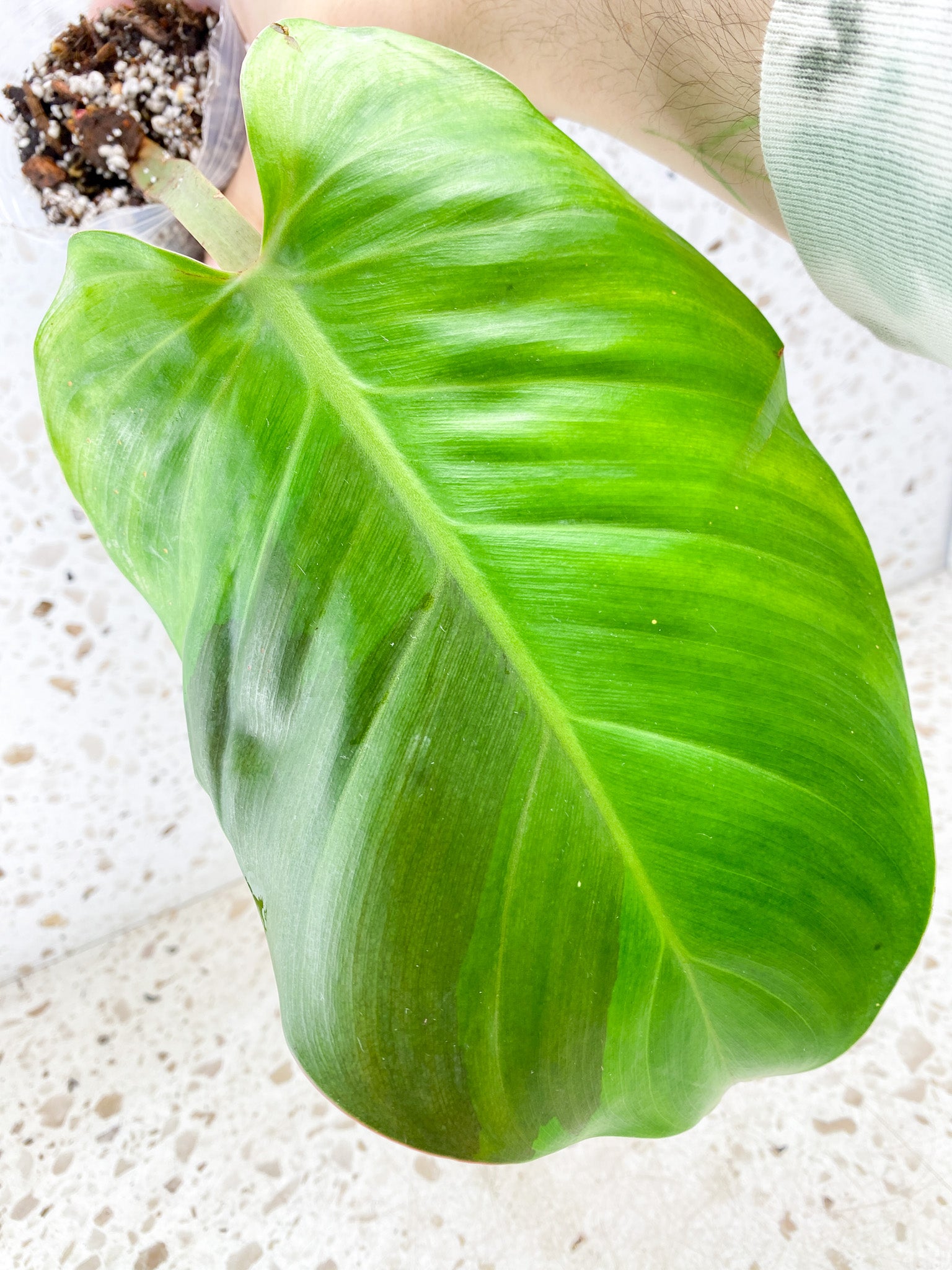 Philodendron Red Moon 1 leaf with sprouting node (rooting)