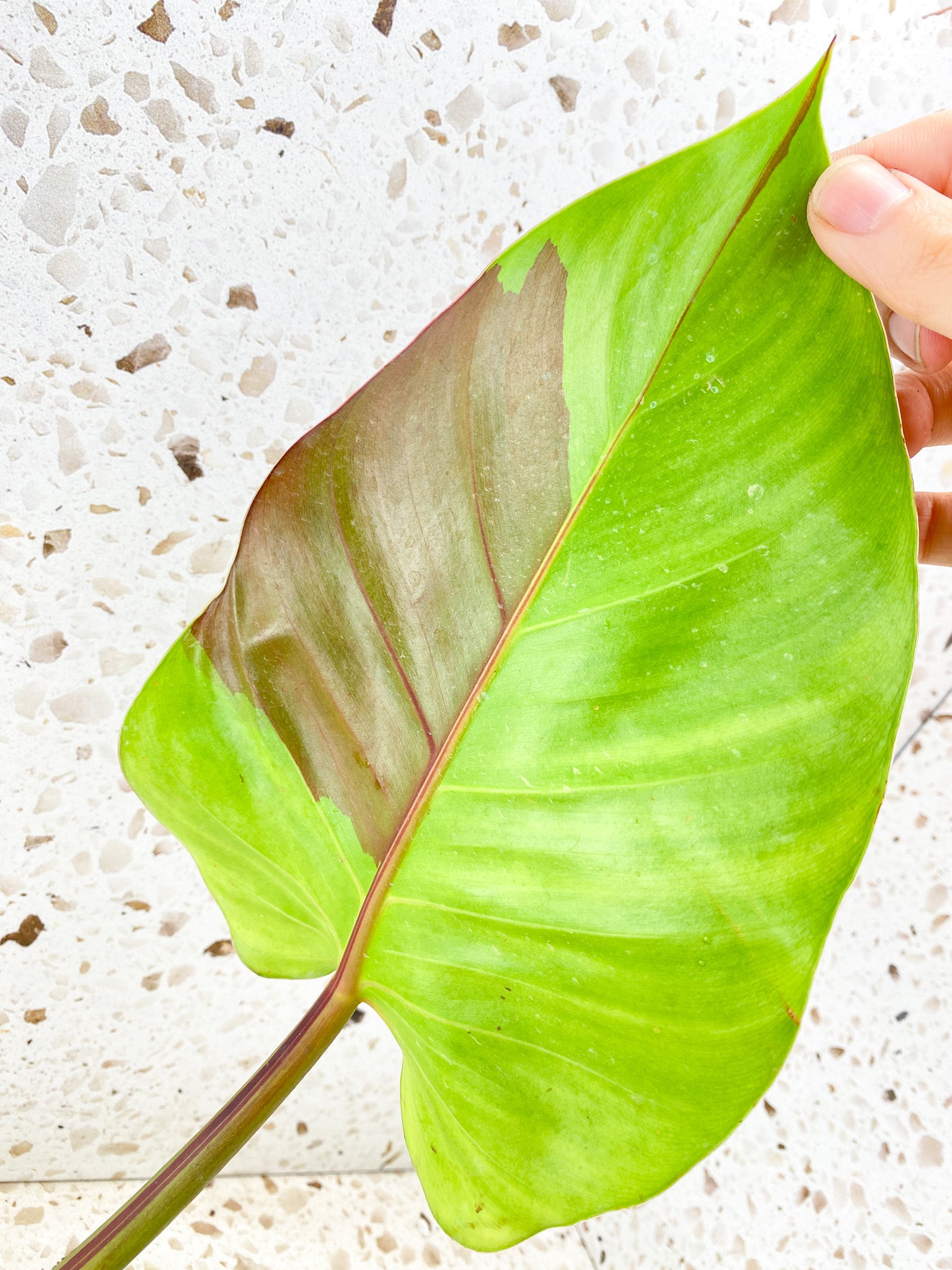 Philodendron Red Moon 1 leaf with sprouting node (rooting)