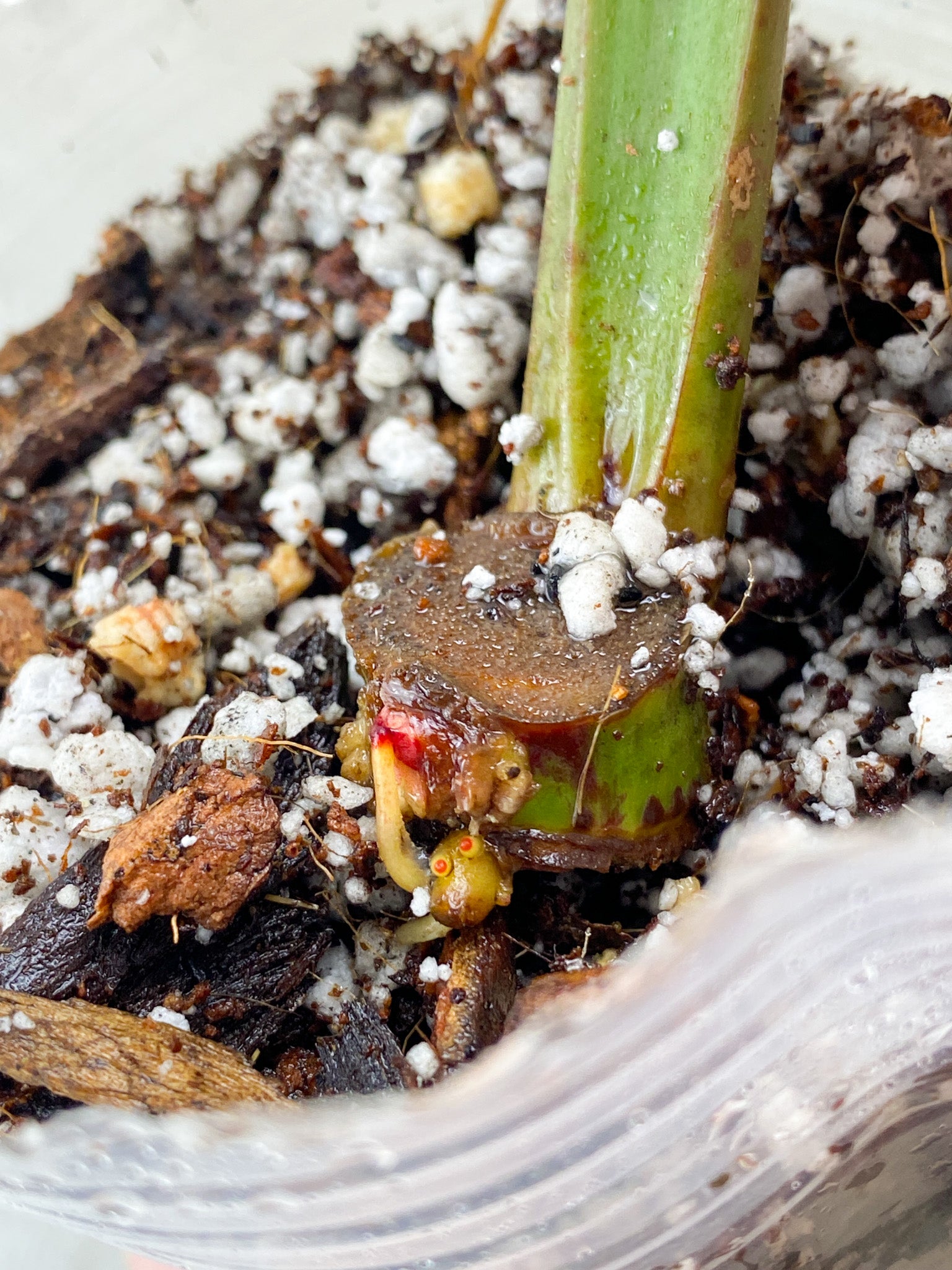 Philodendron Red Moon 1 leaf with sprouting node (rooting)