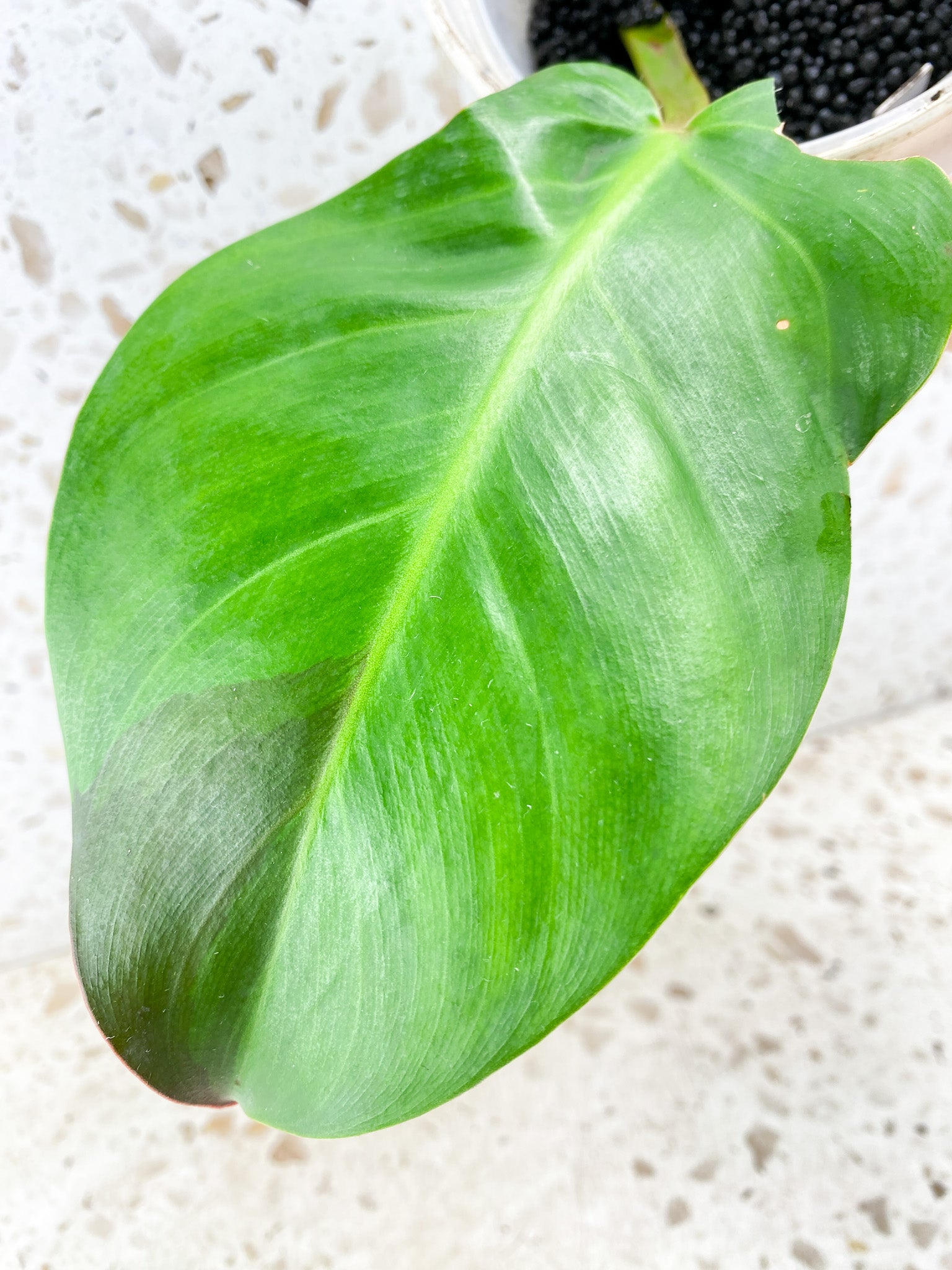 Philodendron Red Moon 1 leaf with sprout (rooting)