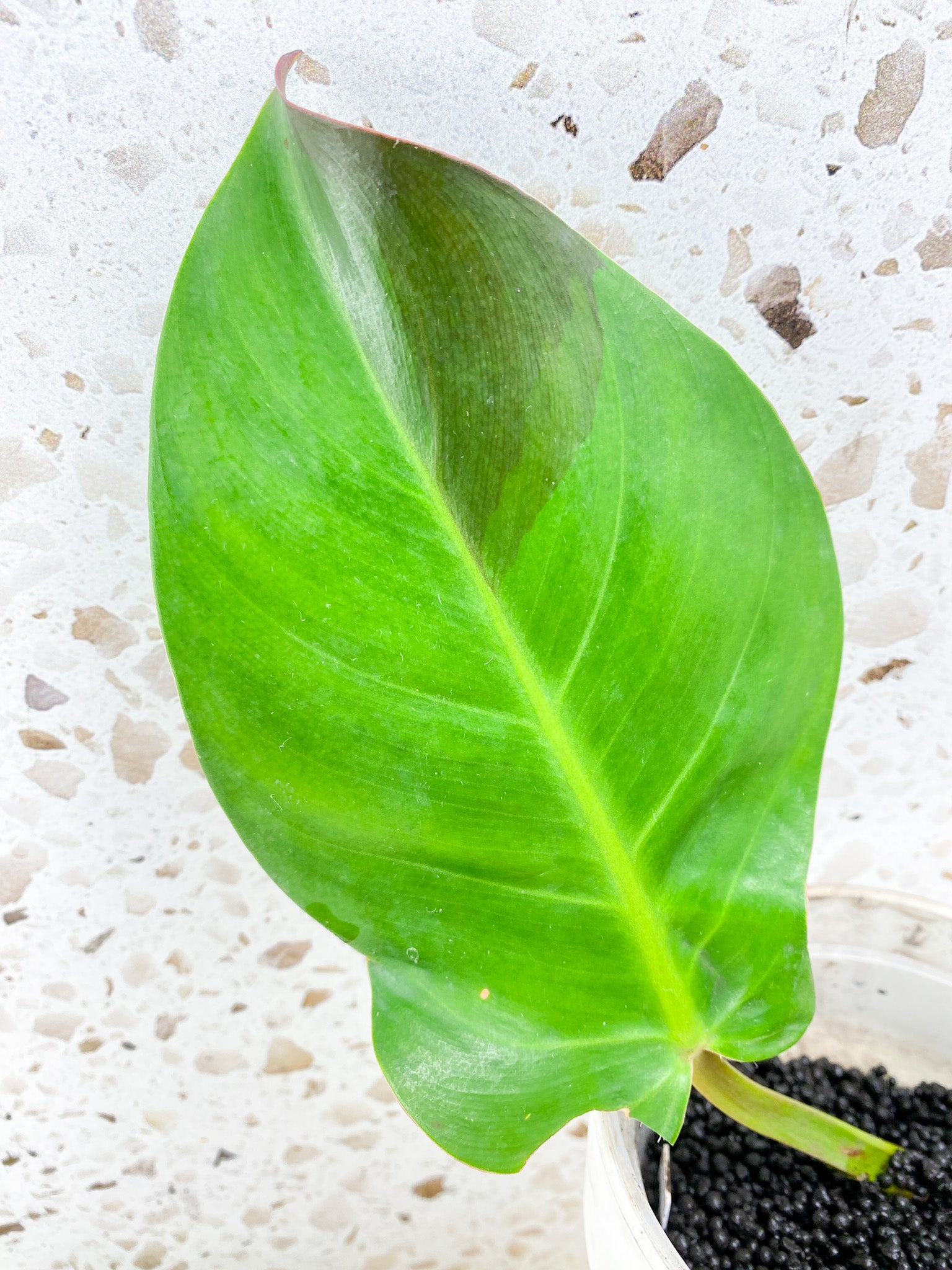 Philodendron Red Moon 1 leaf with sprout (rooting)