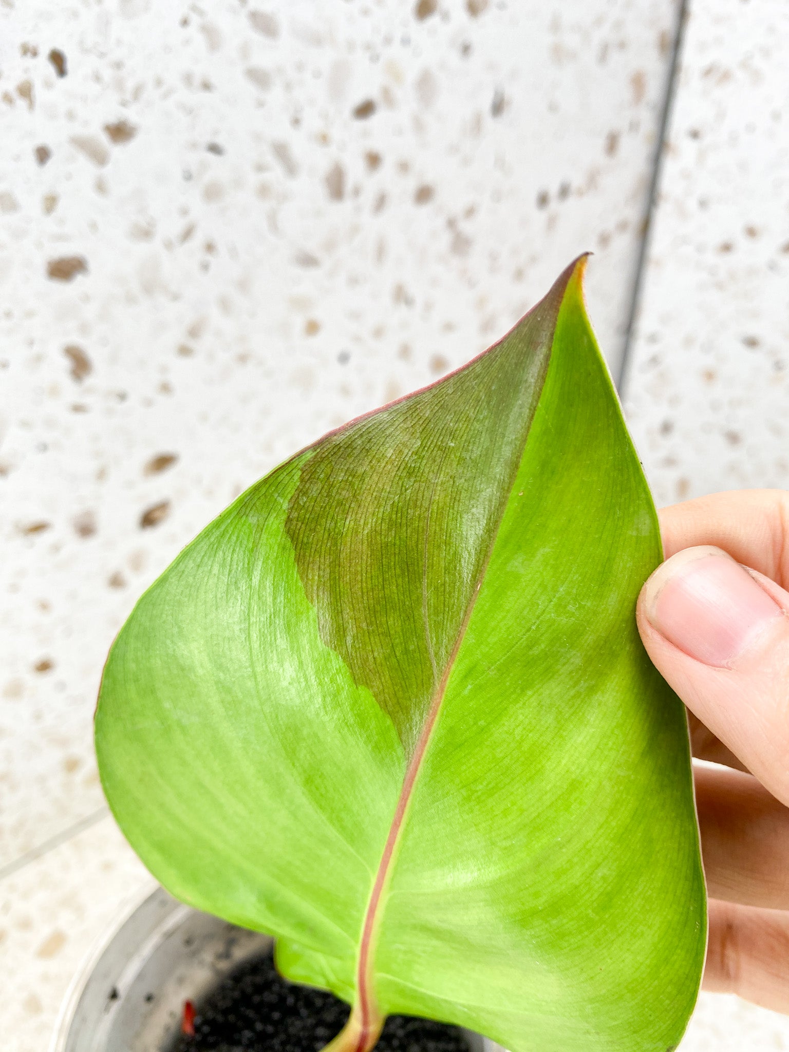 Philodendron Red Moon 1 leaf with sprout (rooting)