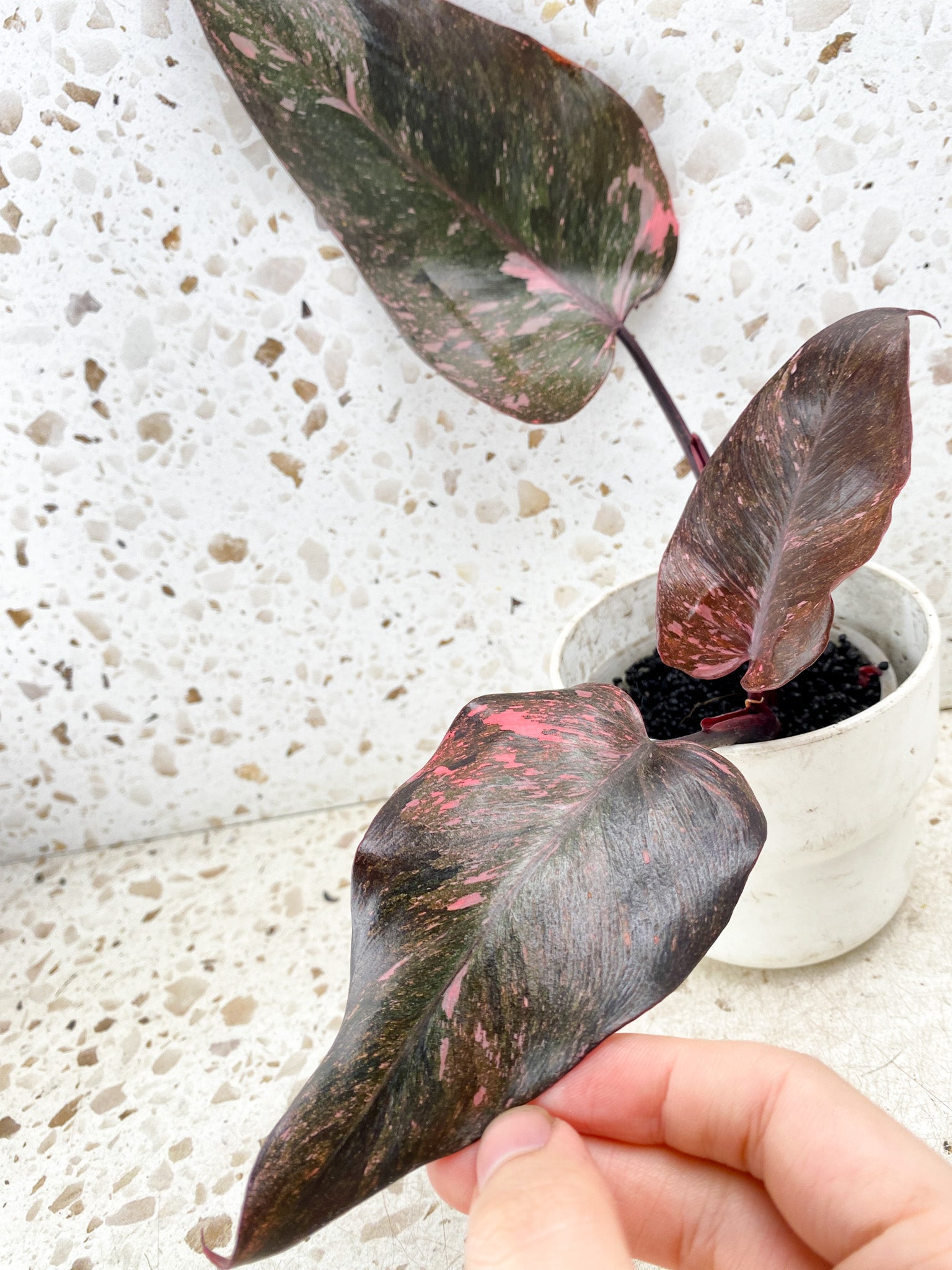 Philodendron Pink Princess Marble Galaxy 3 leaf top cutting (rooting)