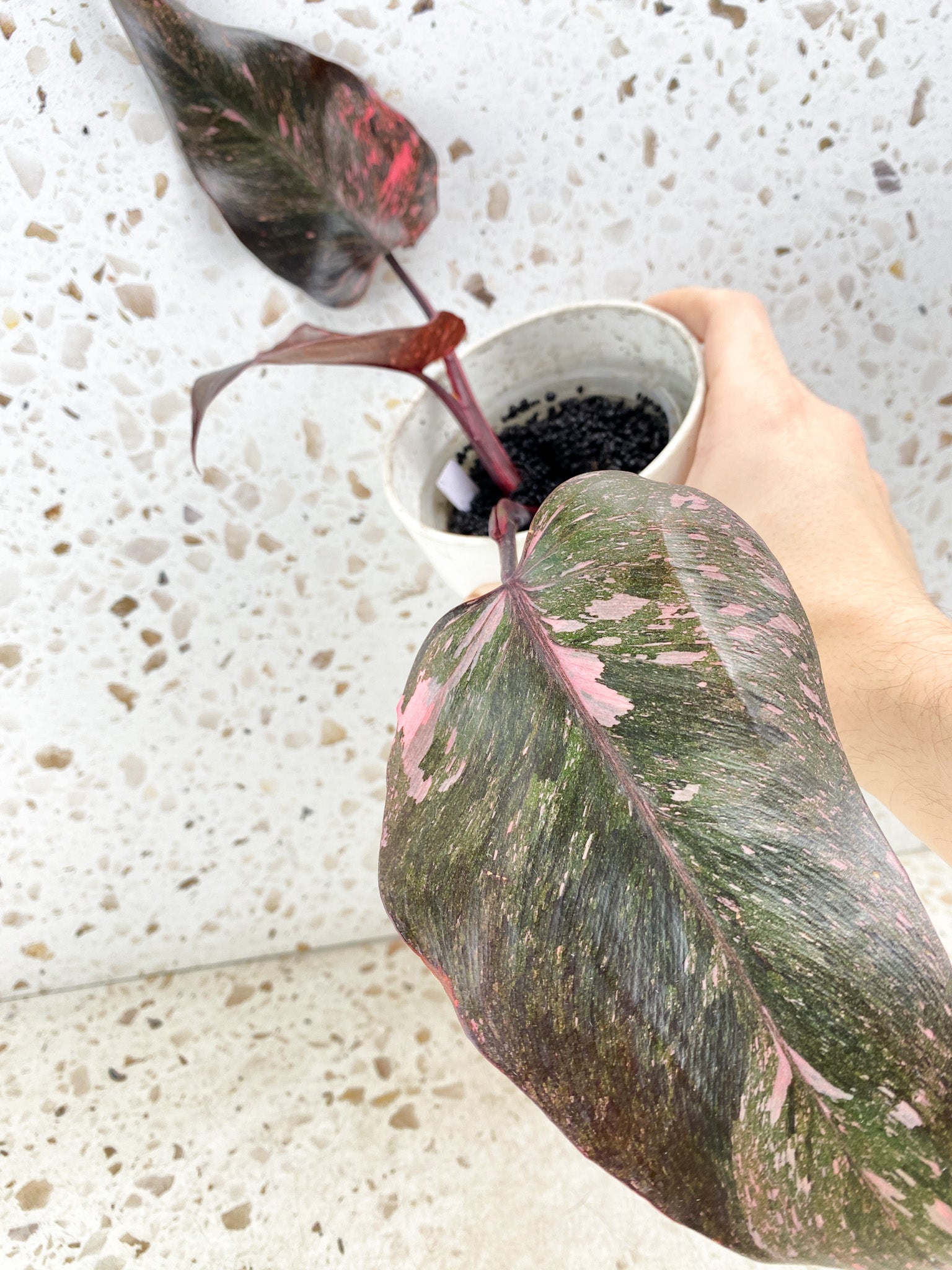 Philodendron Pink Princess Marble Galaxy 3 leaf top cutting (rooting)