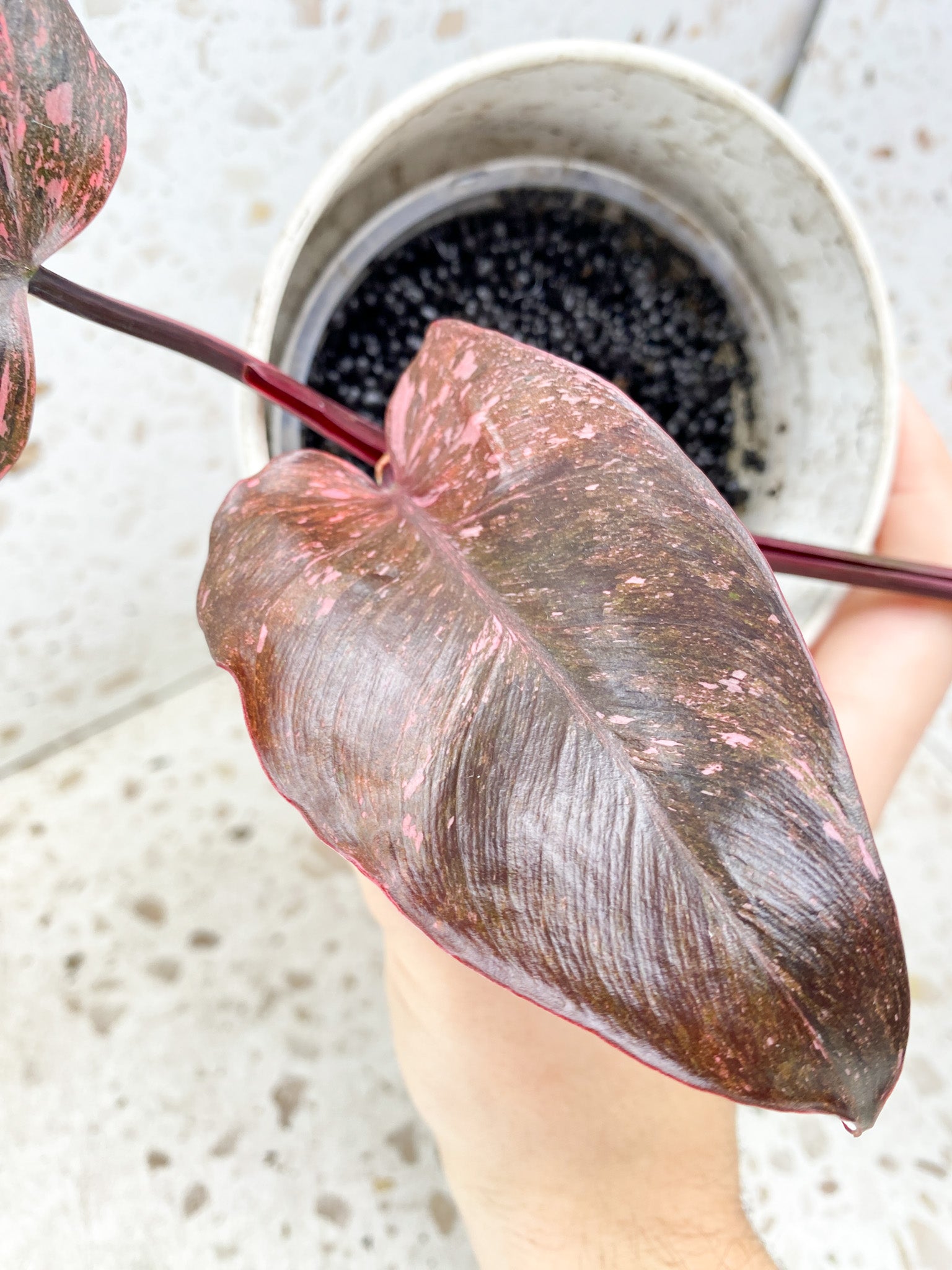 Philodendron Pink Princess Marble Galaxy 3 leaf top cutting (rooting)