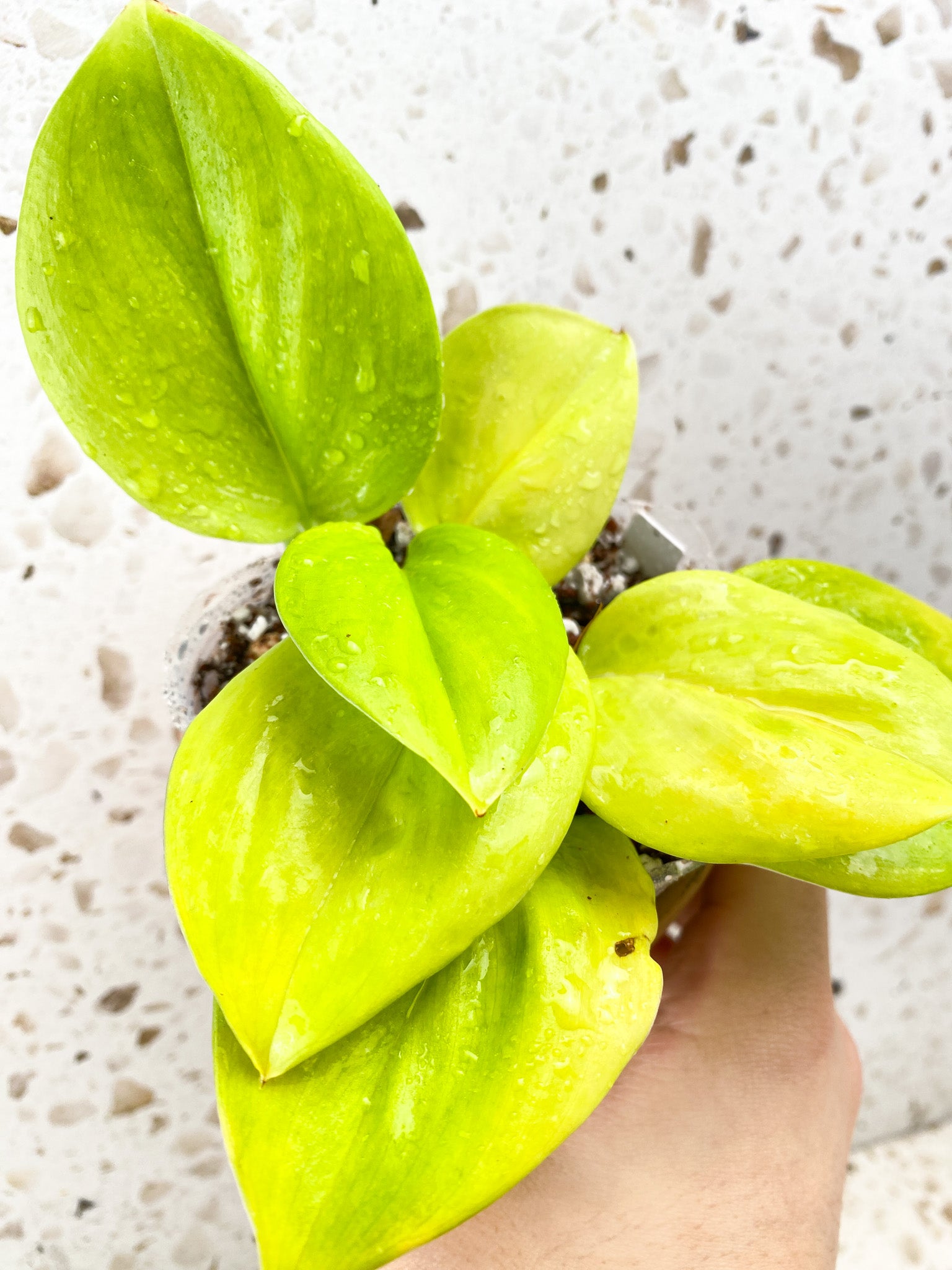 Scindapsus Treubii Moonlight Golden Mint Variegated 7 leaf top cutting (slightly rooted)